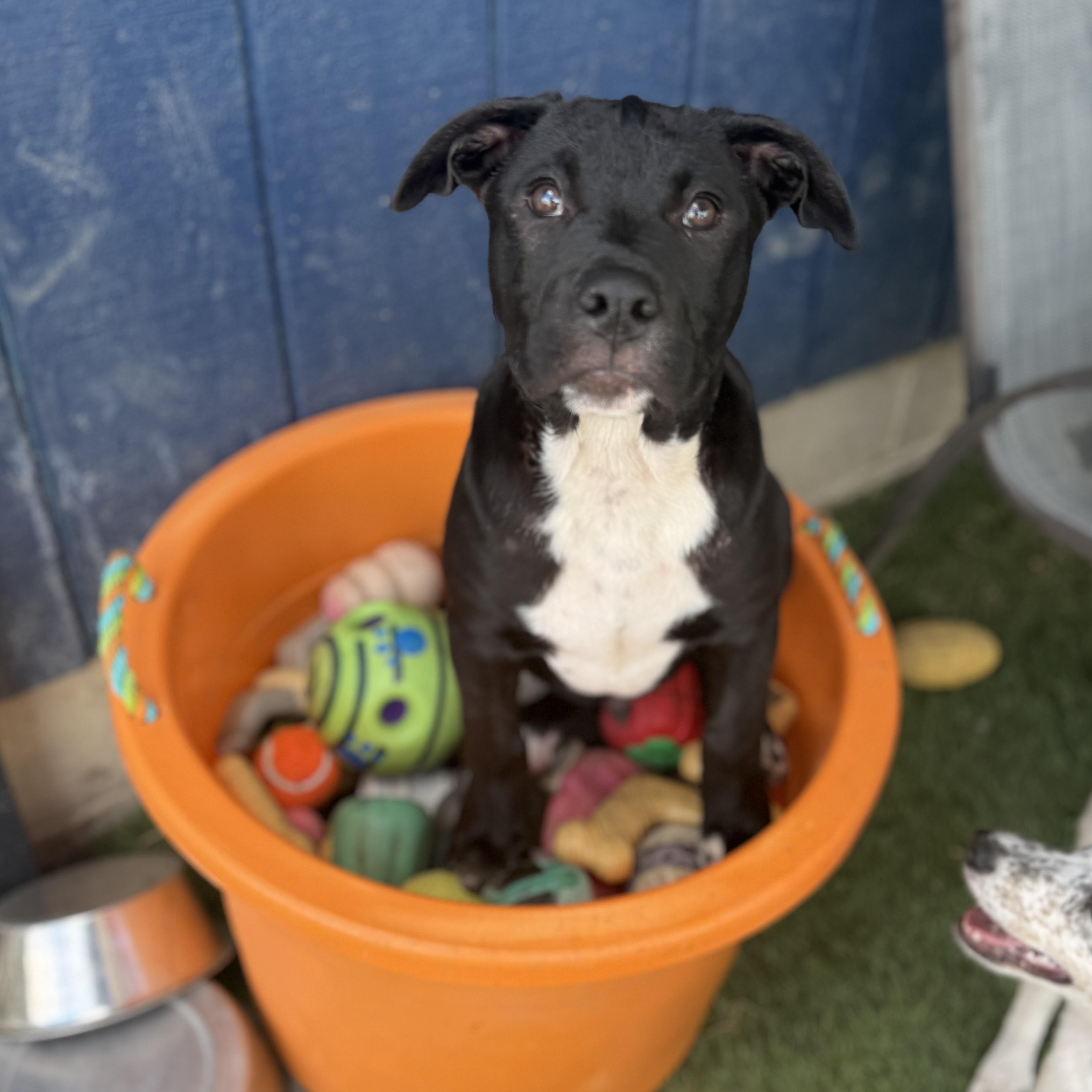 Enlarge Milo, a Adoptable mixed breed in Glenolden, PA image 5/6