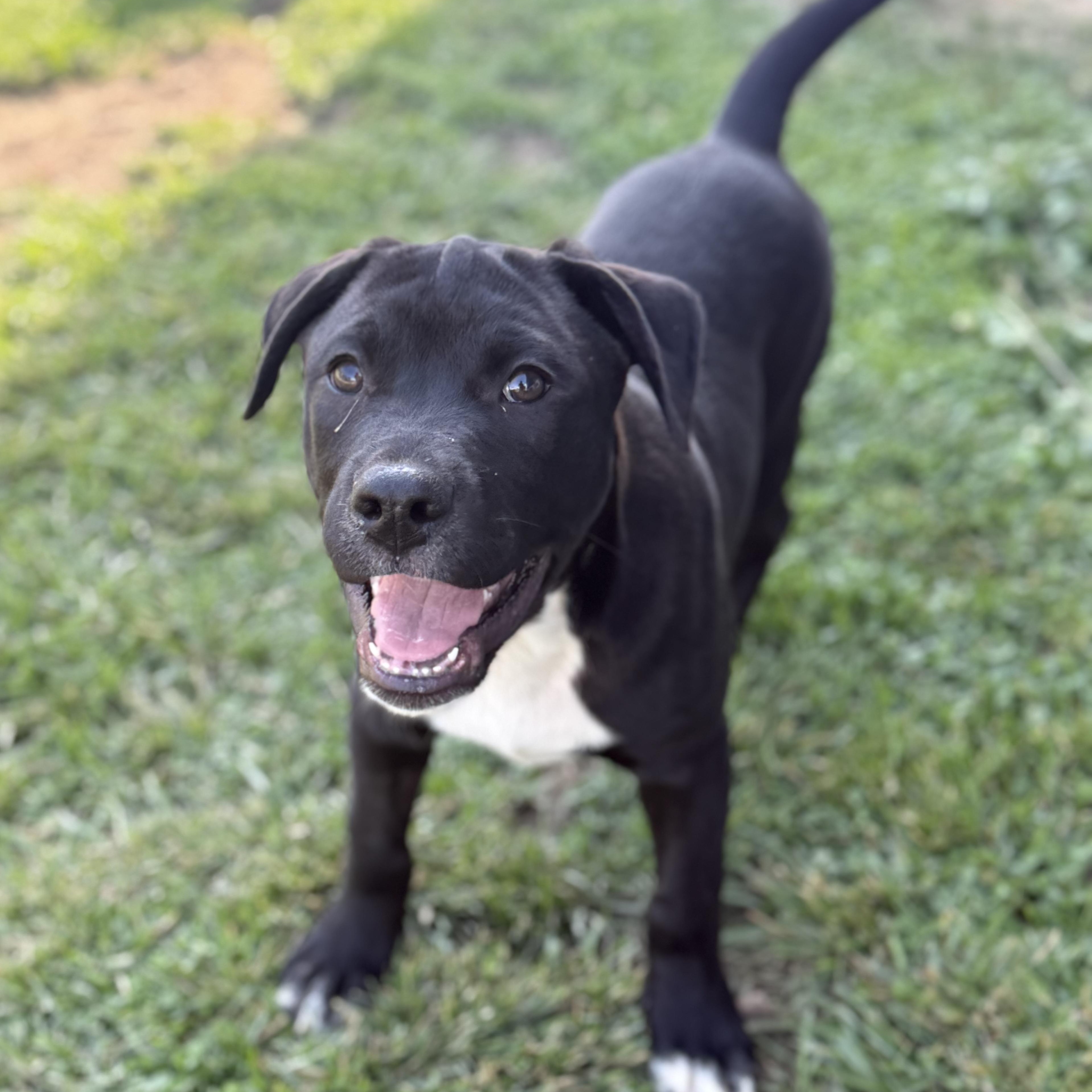 Milo, Adoptable, Puppy Male Labrador Retriever & Pit Bull Terrier.