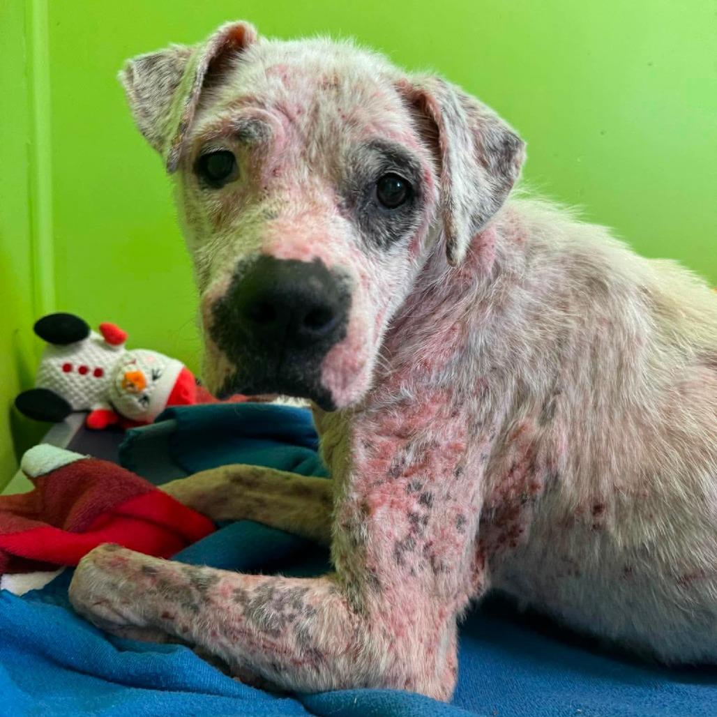 Zoodle, Adoptable, Senior Female Mixed Breed.