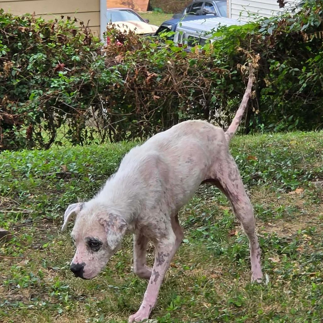 Enlarge Zoodle, a Adoptable Mixed Breed in Jackson, MO image 2/6
