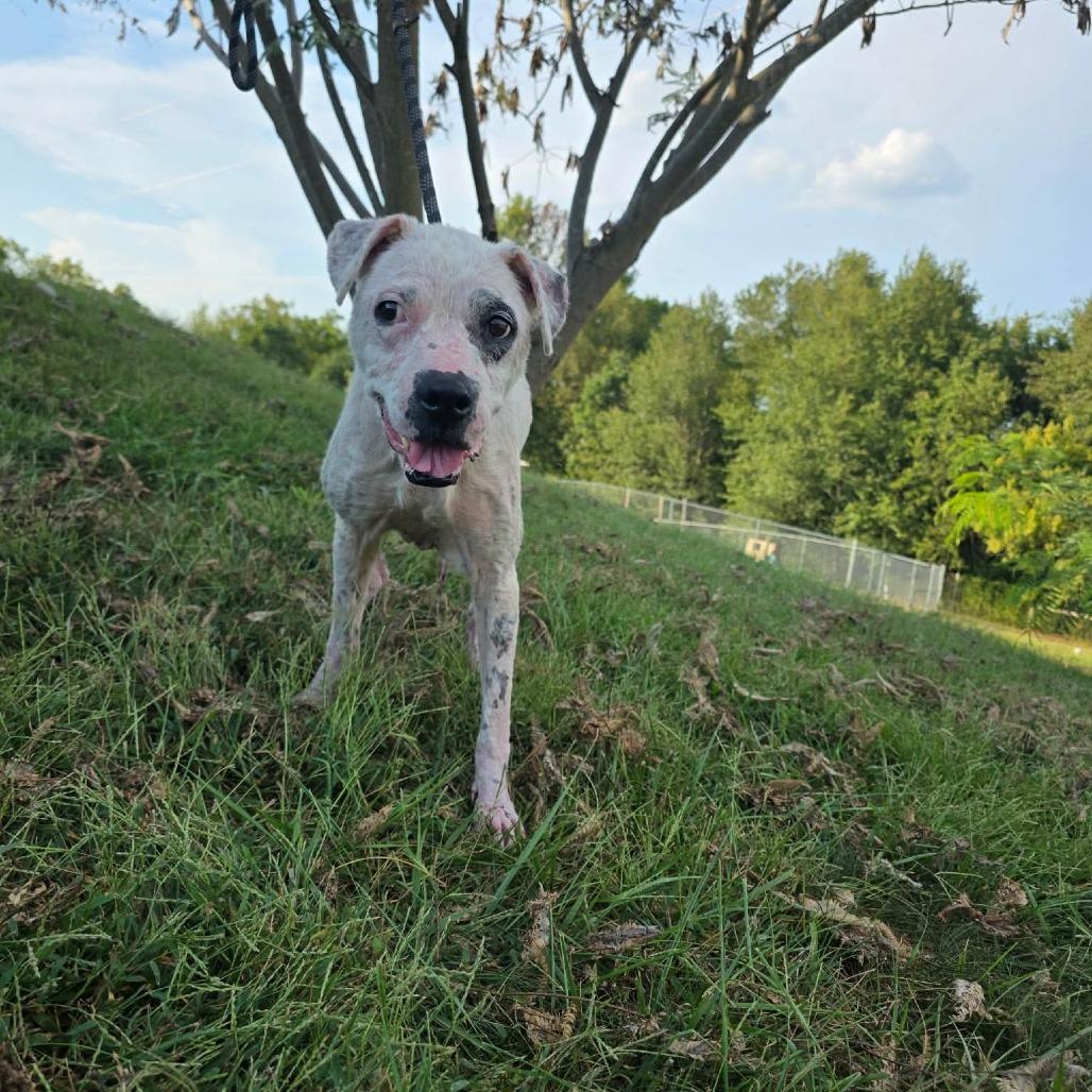 Enlarge Zoodle, a Adoptable Mixed Breed in Jackson, MO image 3/6