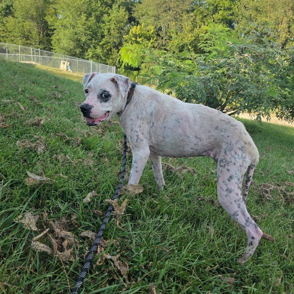 Enlarge Zoodle, a Adoptable Mixed Breed in Jackson, MO image 5/6