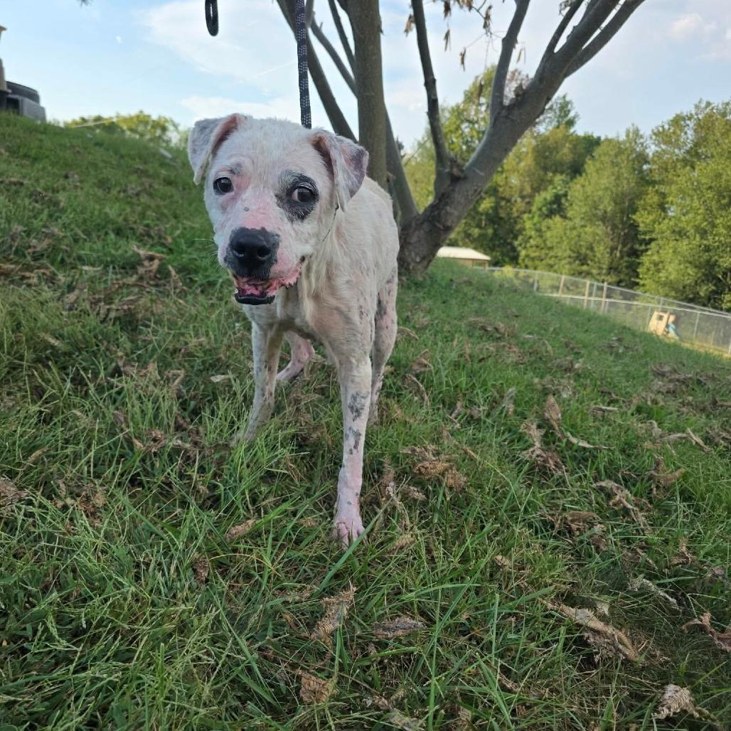 Enlarge Zoodle, a Adoptable Mixed Breed in Jackson, MO image 6/6