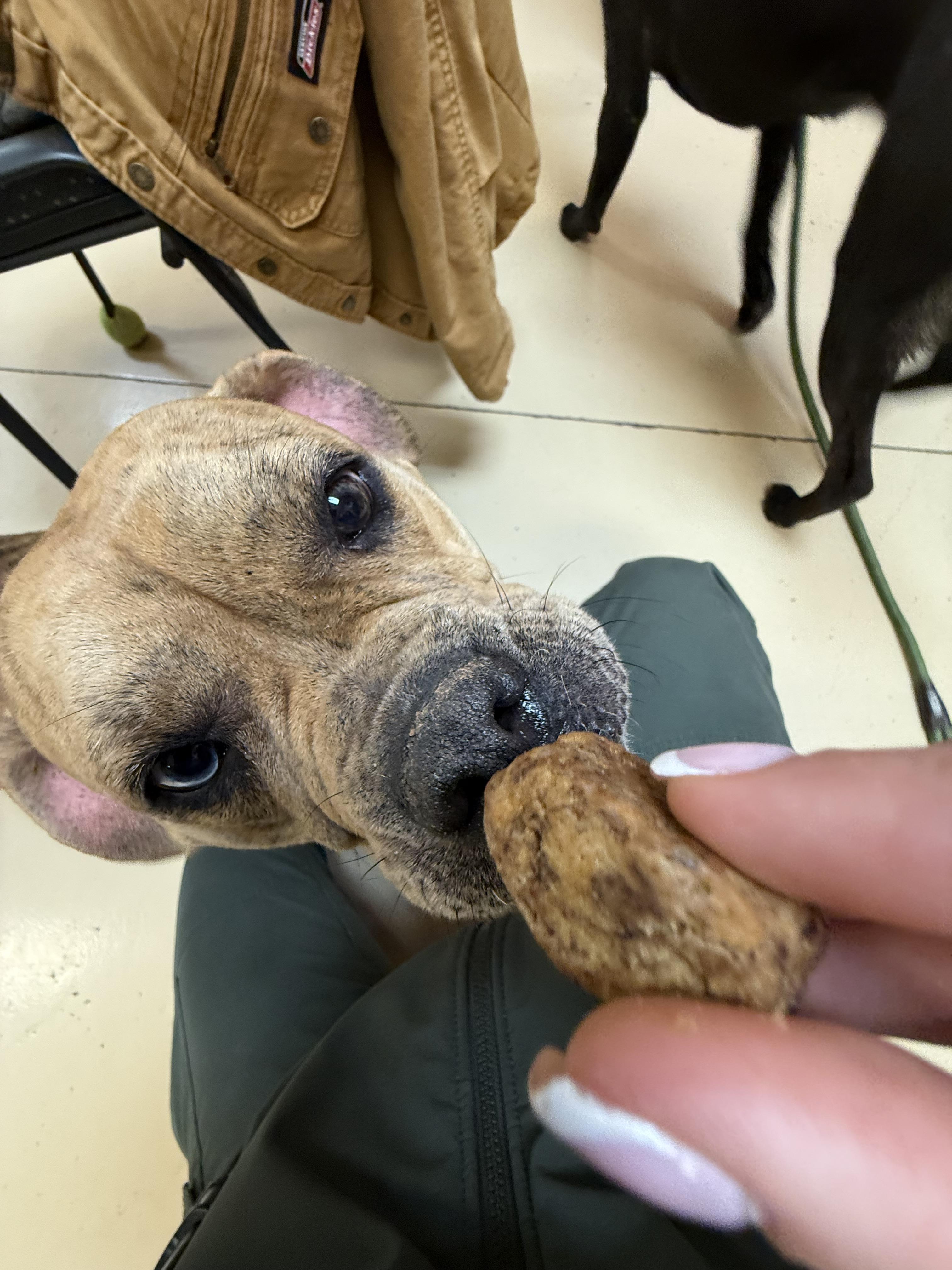 Penny, adopted, Young Female American Bulldog.
