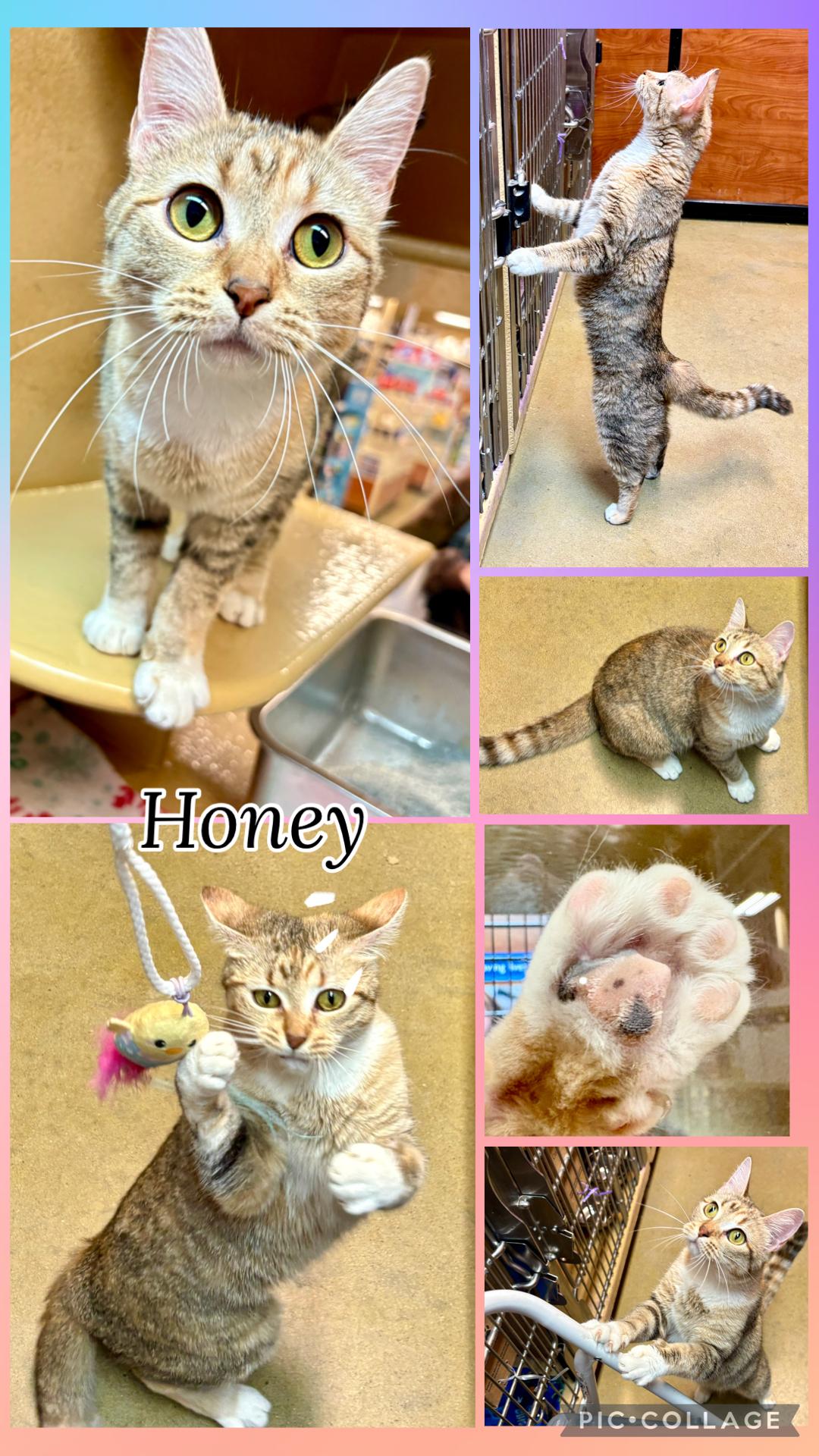 Enlarge HONEY, a ADOPTABLE mixed breed in Lawton, OK image 1/1