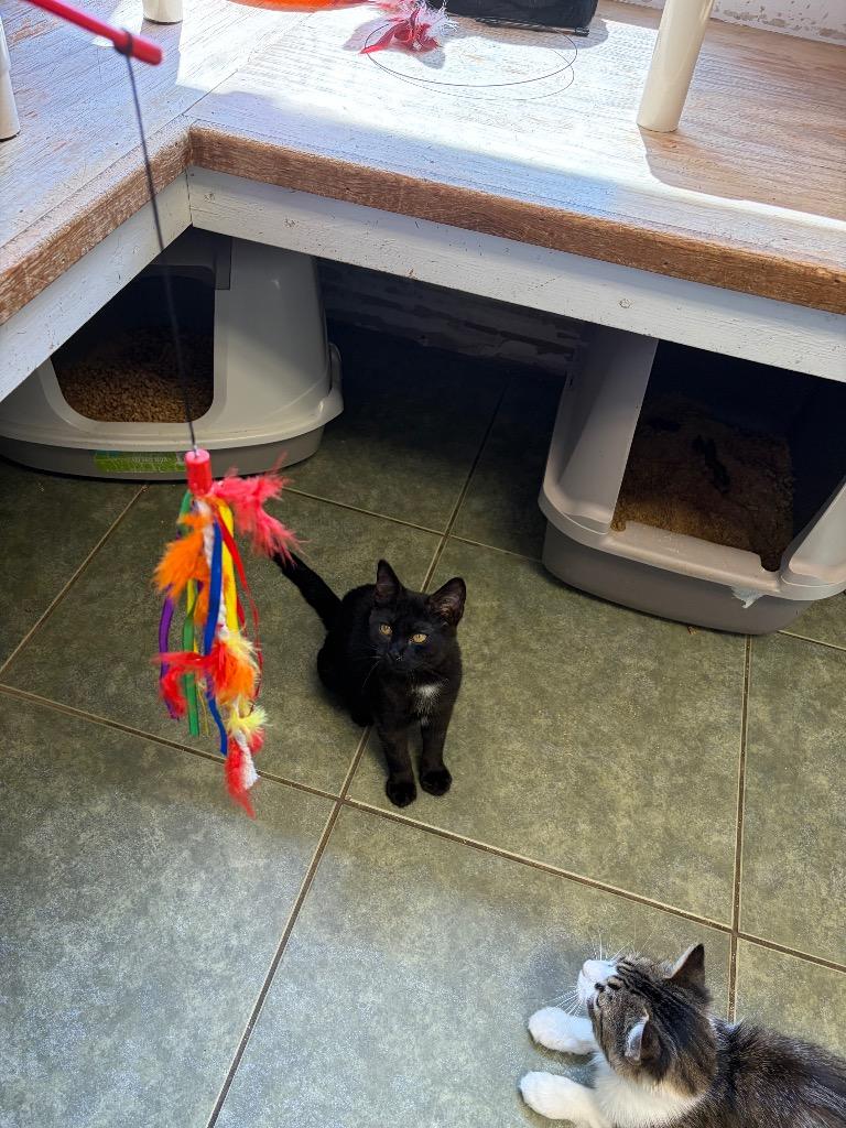 Enlarge Marv, a Adoptable mixed breed in Ada, OK image 5/5