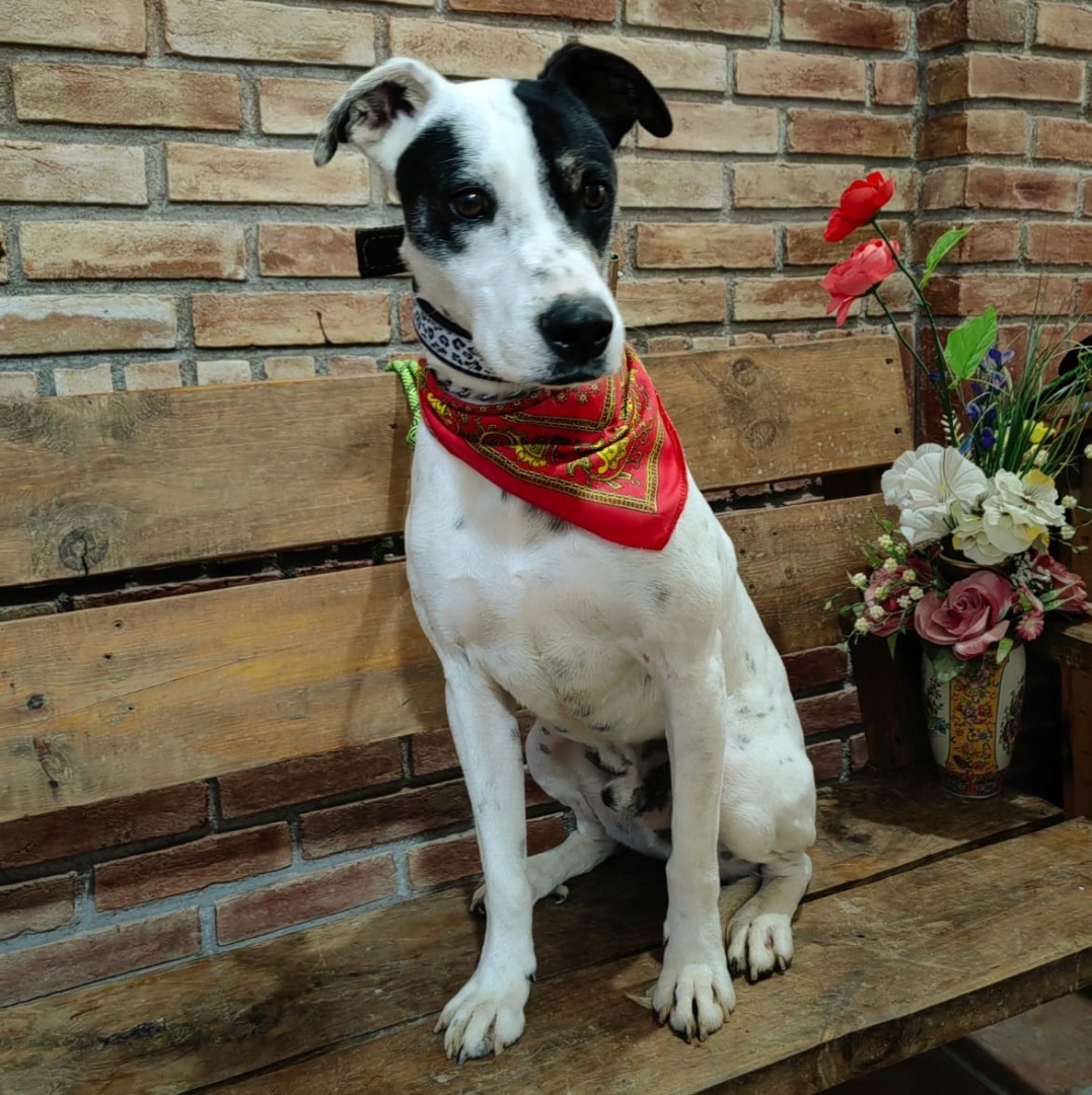 Enlarge Lucas, a Adoptable mixed breed in Martinsburg, WV image 1/6