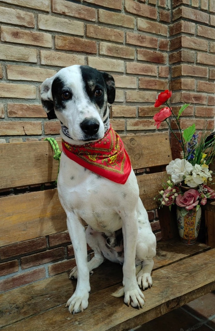 Enlarge Lucas, a Adoptable mixed breed in Martinsburg, WV image 4/6