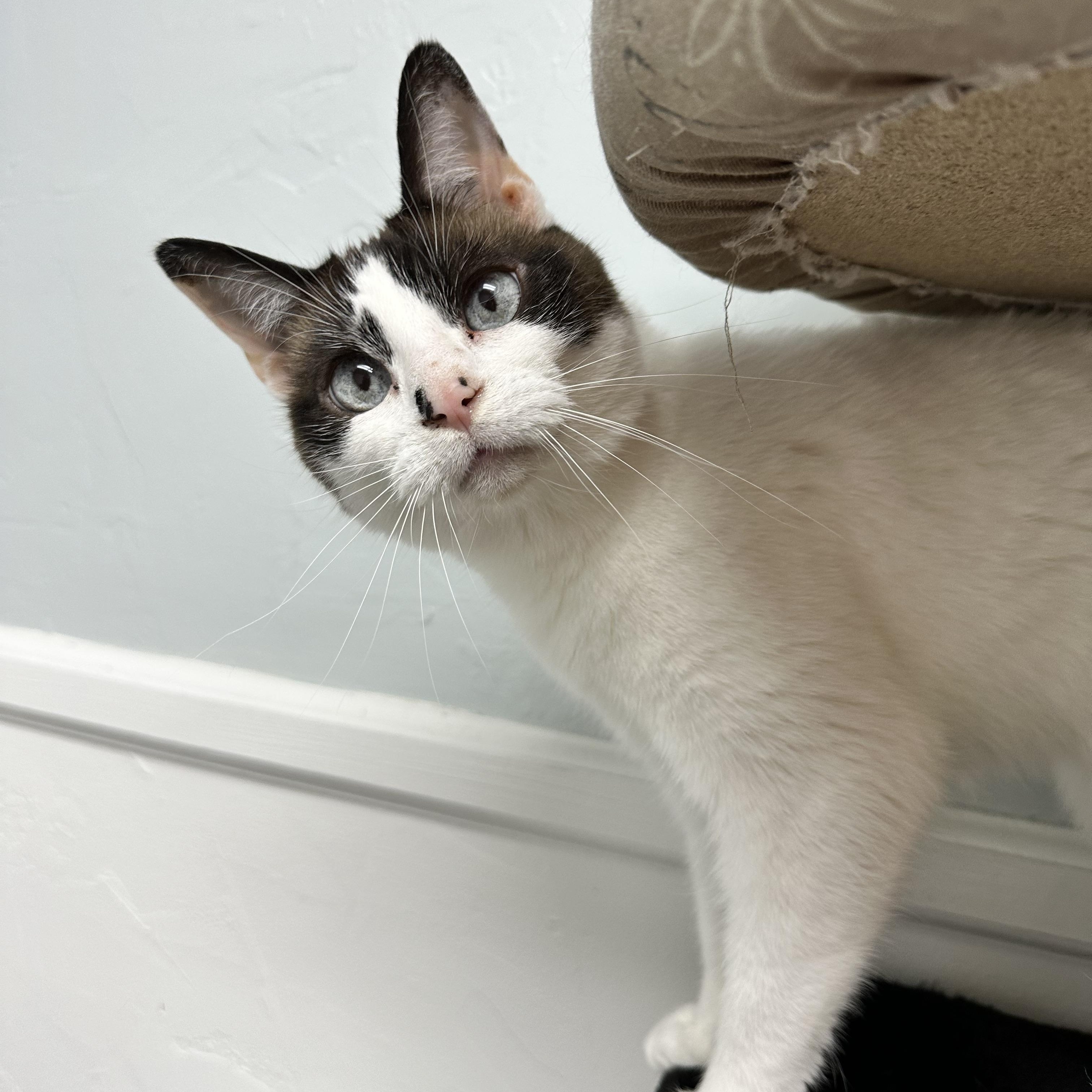 Enlarge Molly, an adopted Domestic Short Hair in McDonald, PA image 3/4