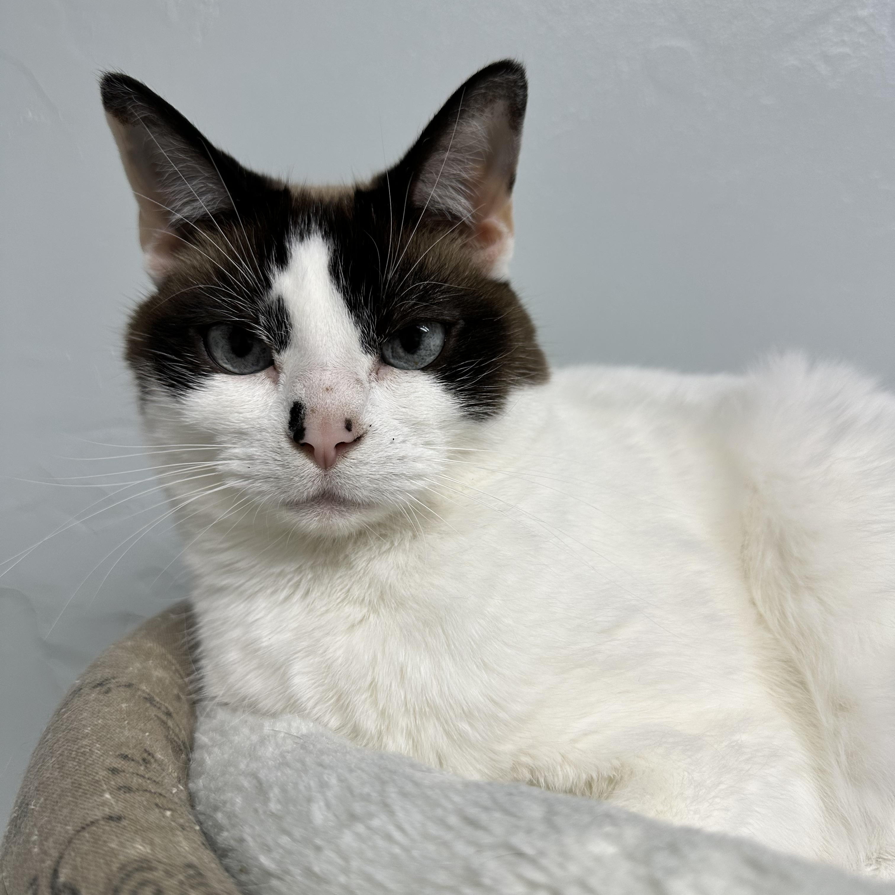 Molly, adopted, Adult Female Domestic Short Hair.