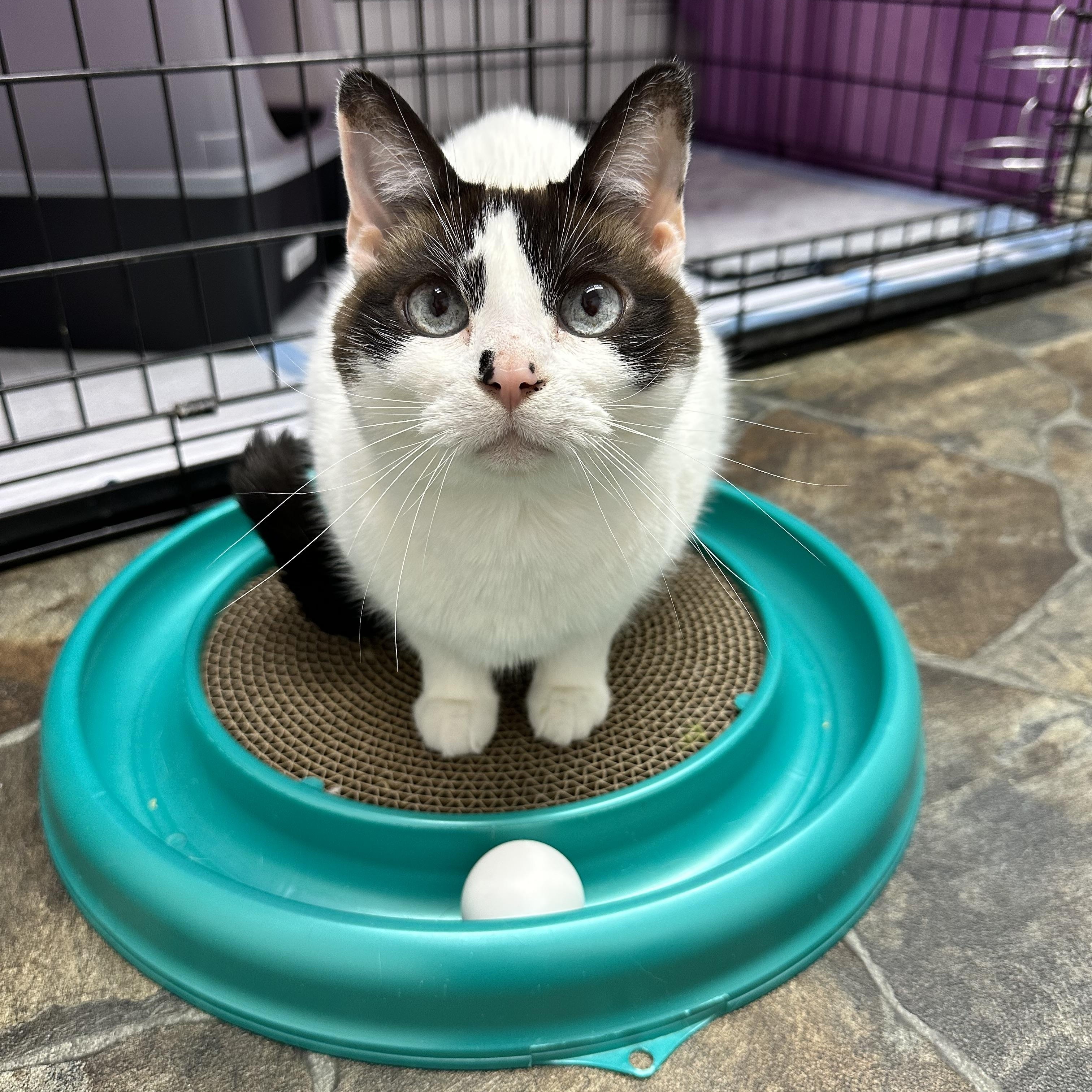 Enlarge Molly, an adopted Domestic Short Hair in McDonald, PA image 2/4