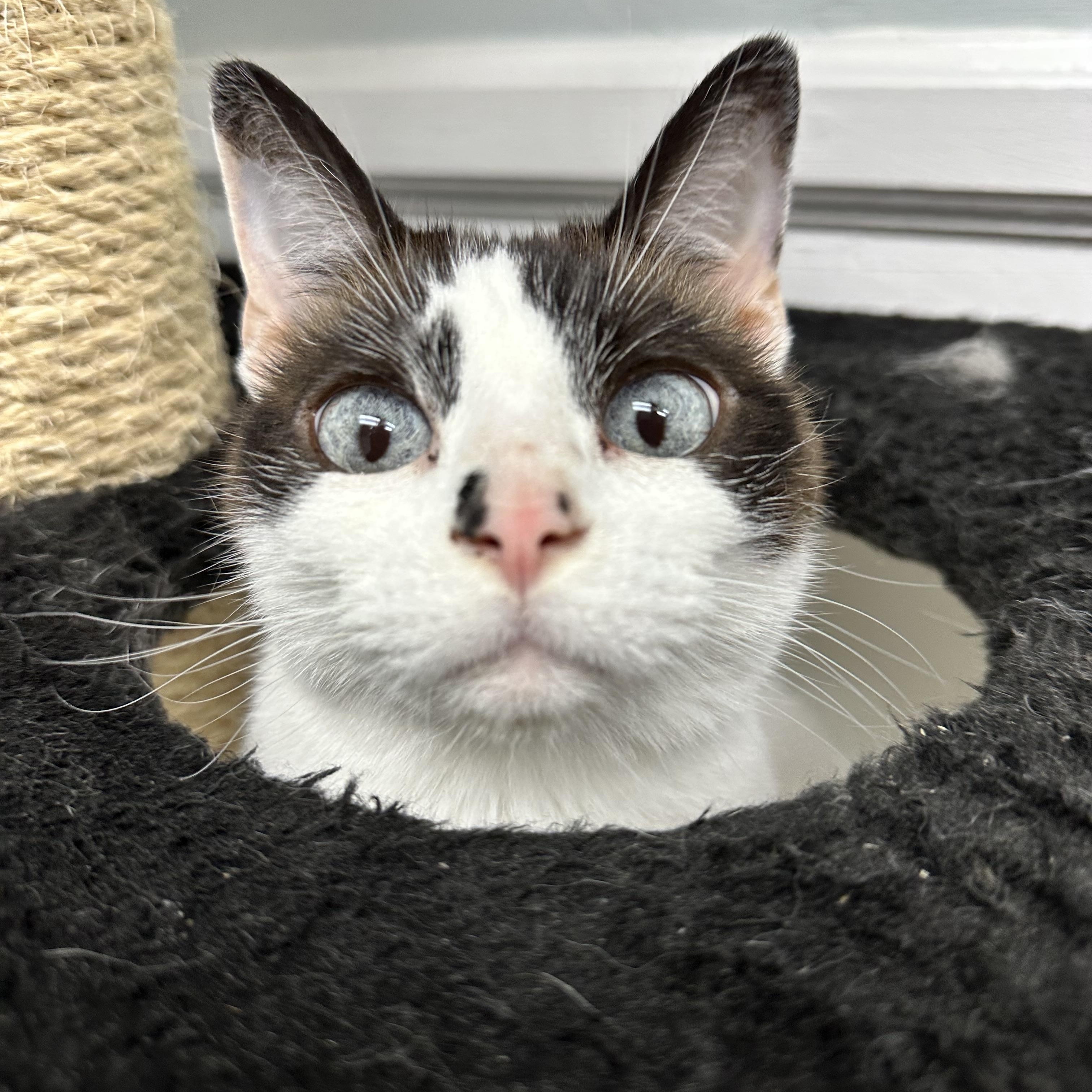 Enlarge Molly, an adopted Domestic Short Hair in McDonald, PA image 4/4