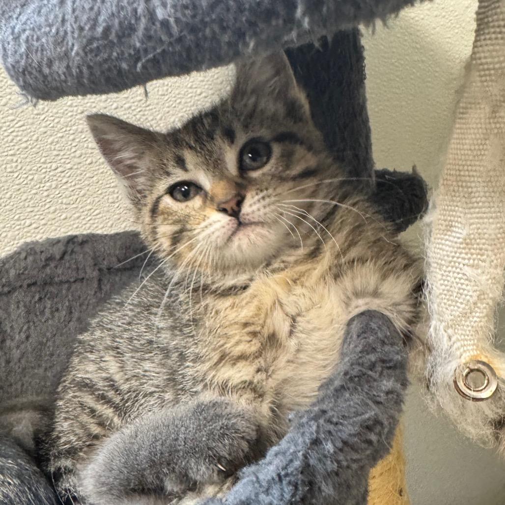 Enlarge Iris, a Adoptable Domestic Short Hair in Shinnston, WV image 1/1