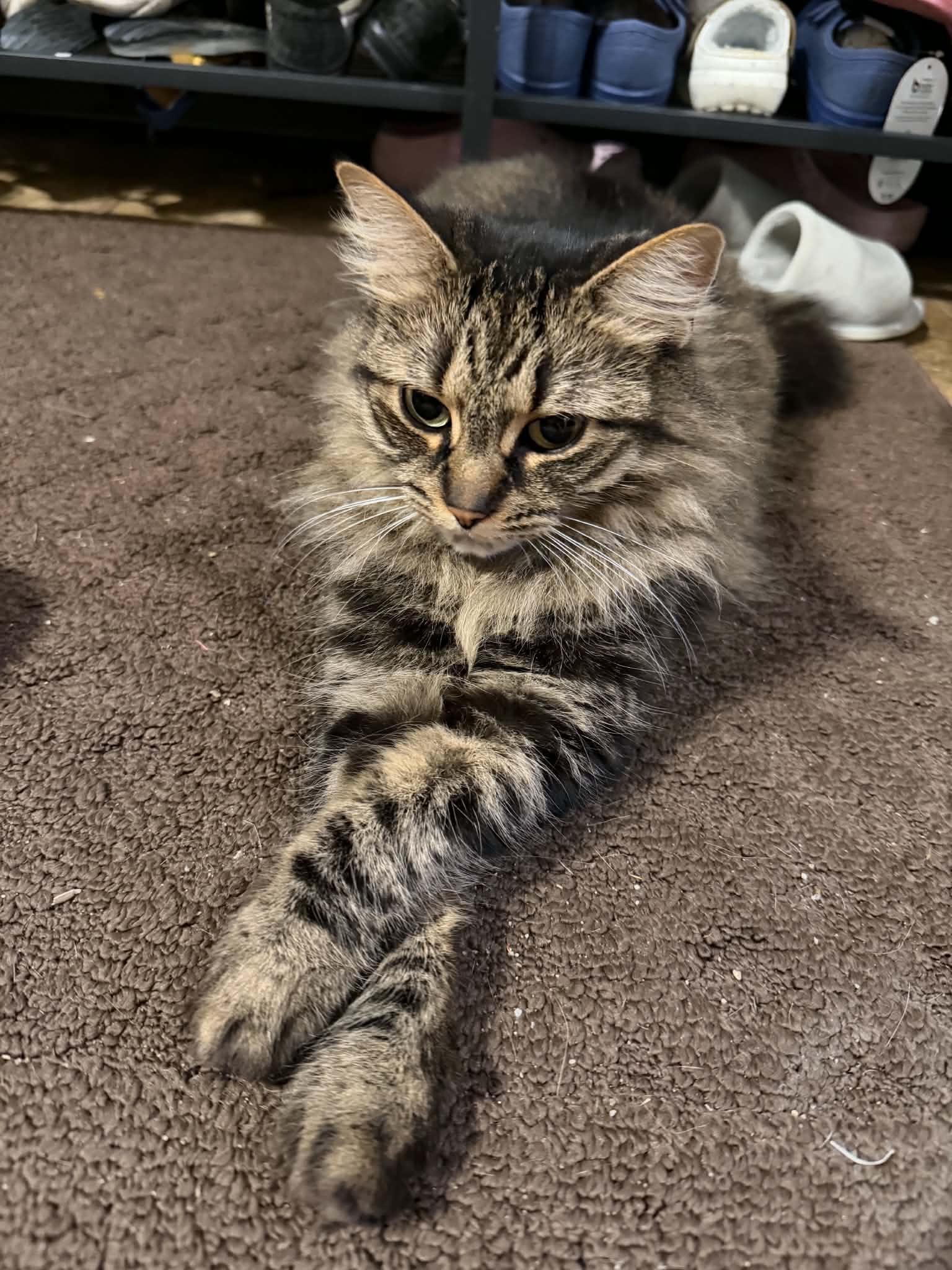 Onyx, ADOPTABLE, Adult Female Domestic Long Hair.