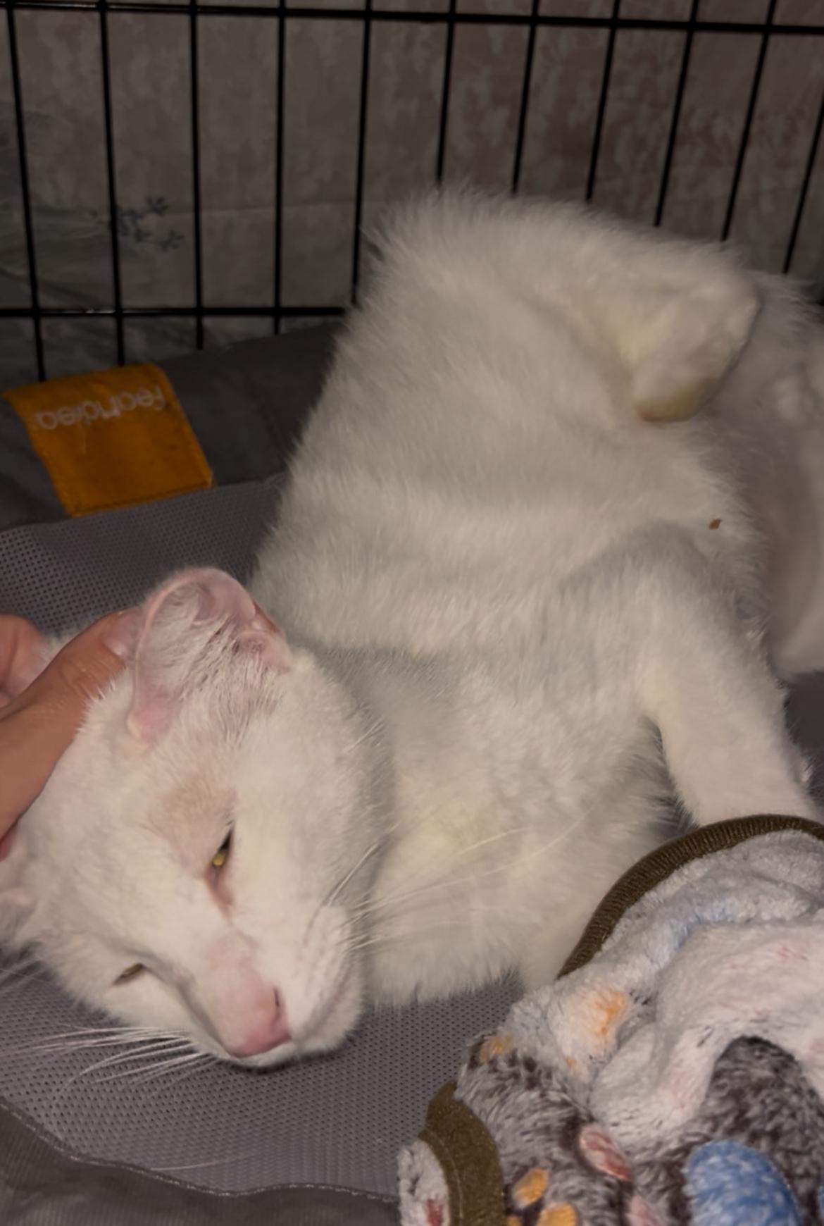 Enlarge Hiccup, a Adoptable Domestic Short Hair in Tampa, FL image 6/6