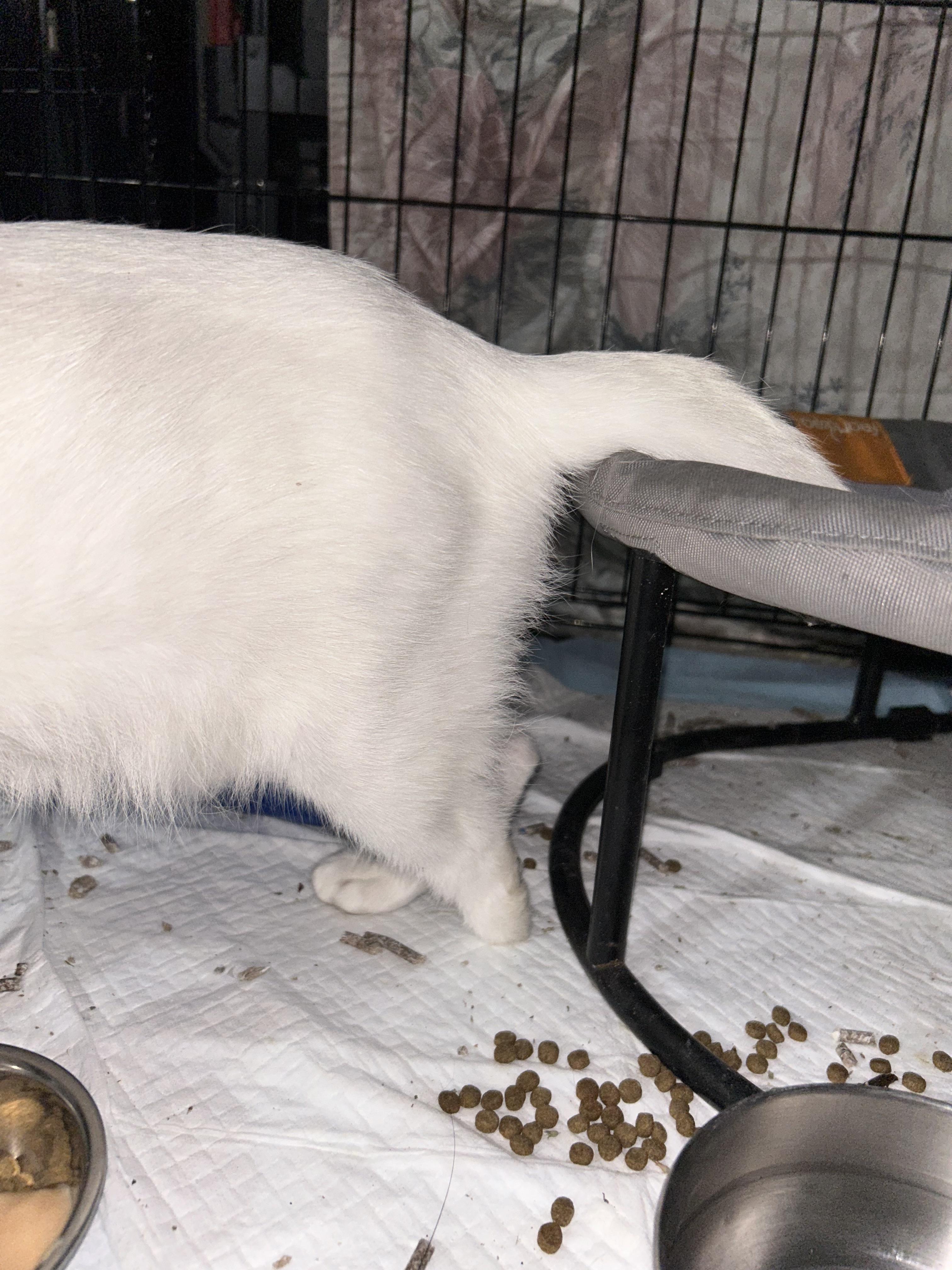 Enlarge Hiccup, a Adoptable Domestic Short Hair in Tampa, FL image 2/6