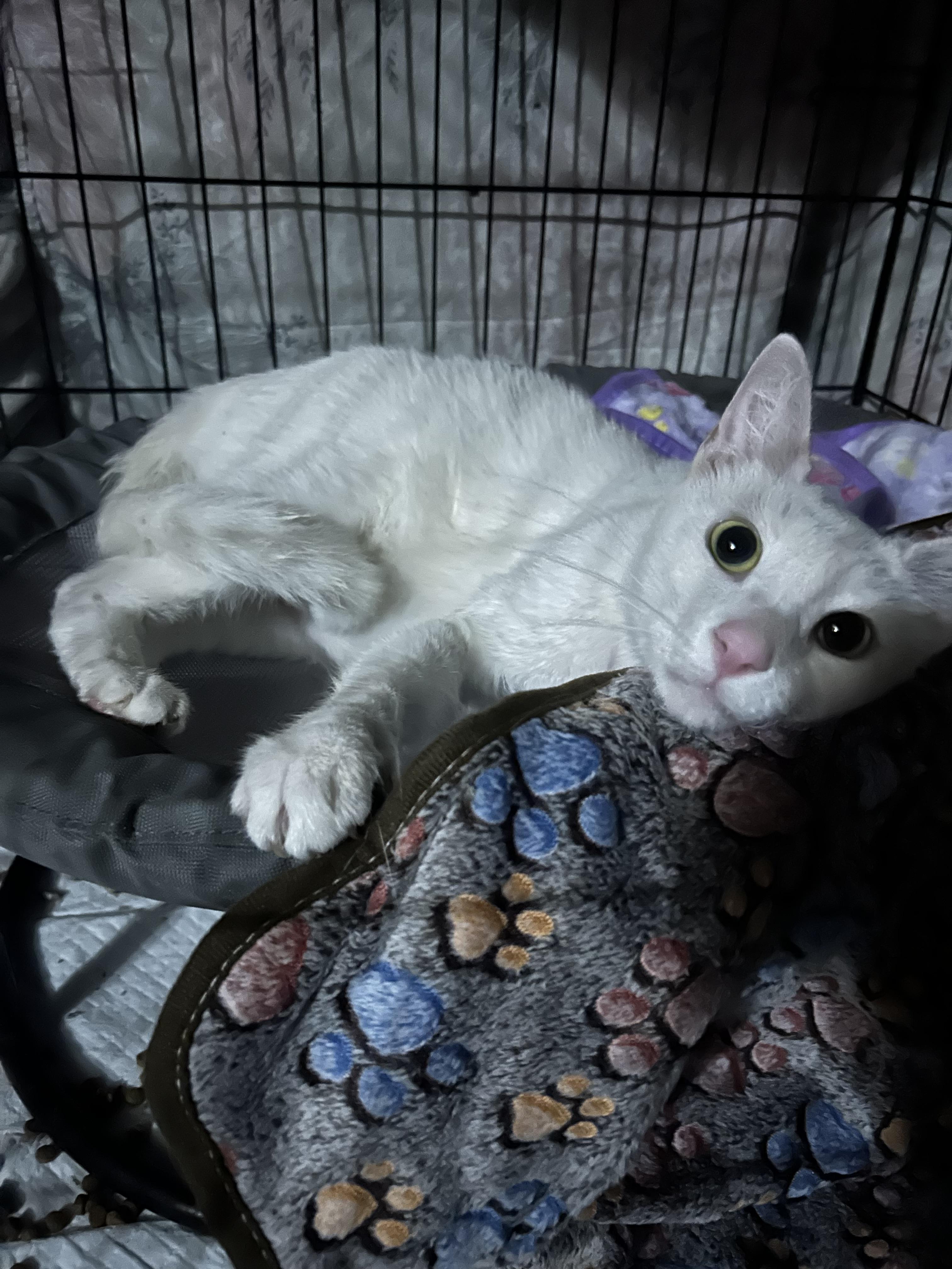 Enlarge Hiccup, a Adoptable Domestic Short Hair in Tampa, FL image 4/6