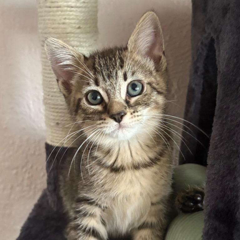 Kit Kat, Adoptable, Young Female Domestic Short Hair.