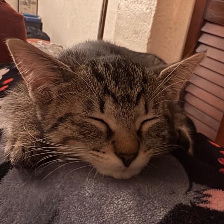Enlarge Kit Kat, a Adoptable Domestic Short Hair in Fort Lauderdale, FL image 2/6