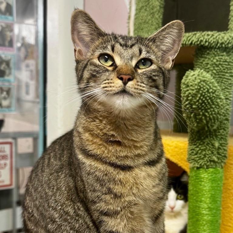 Enlarge Kit Kat, a Adoptable Domestic Short Hair in Fort Lauderdale, FL image 3/6