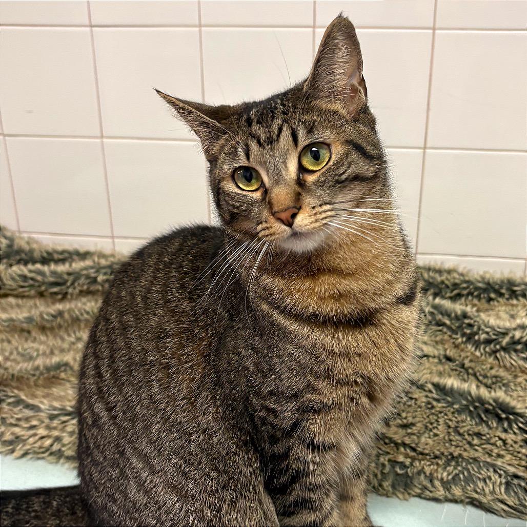 Enlarge Kit Kat, a Adoptable Domestic Short Hair in Fort Lauderdale, FL image 4/6