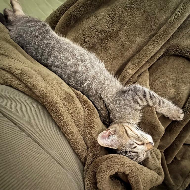 Enlarge Kit Kat, a Adoptable Domestic Short Hair in Fort Lauderdale, FL image 5/6