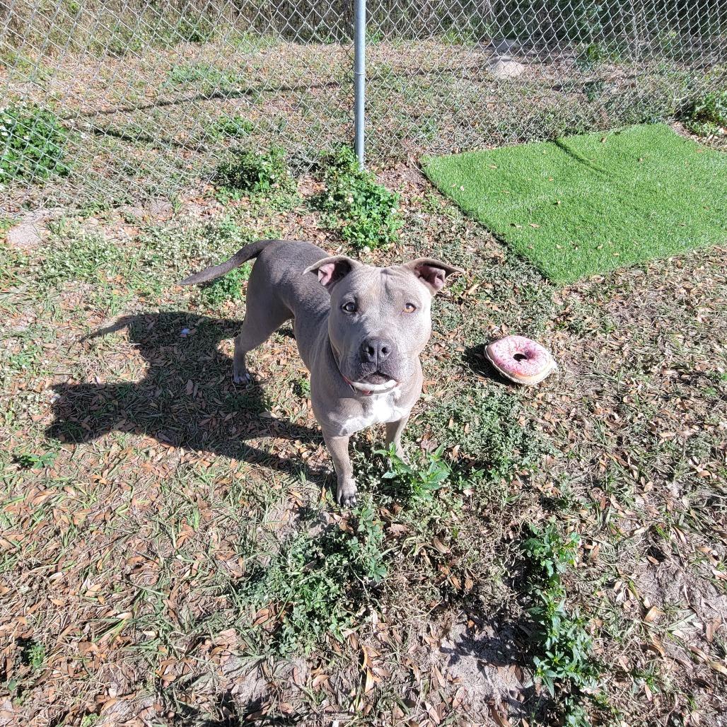 Enlarge Ameretta, a Adoptable Staffordshire Bull Terrier in Lake Panasoffkee, FL image 1/6