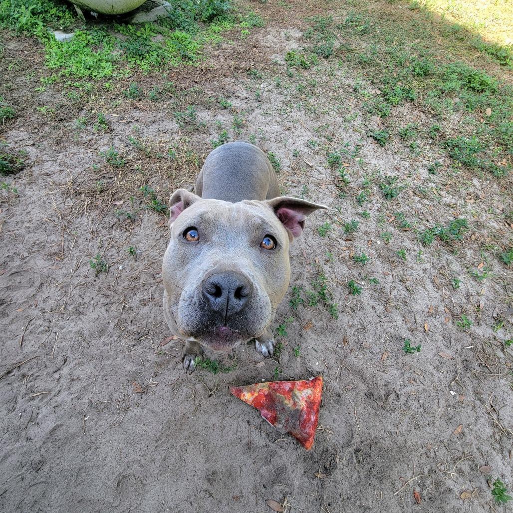 Enlarge Ameretta, a Adoptable Staffordshire Bull Terrier in Lake Panasoffkee, FL image 2/6
