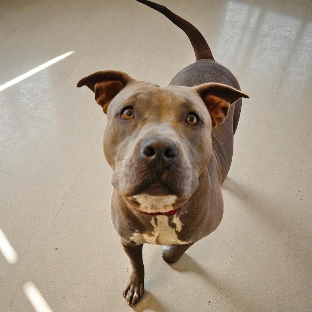 Enlarge Ameretta, a Adoptable Staffordshire Bull Terrier in Lake Panasoffkee, FL image 3/6