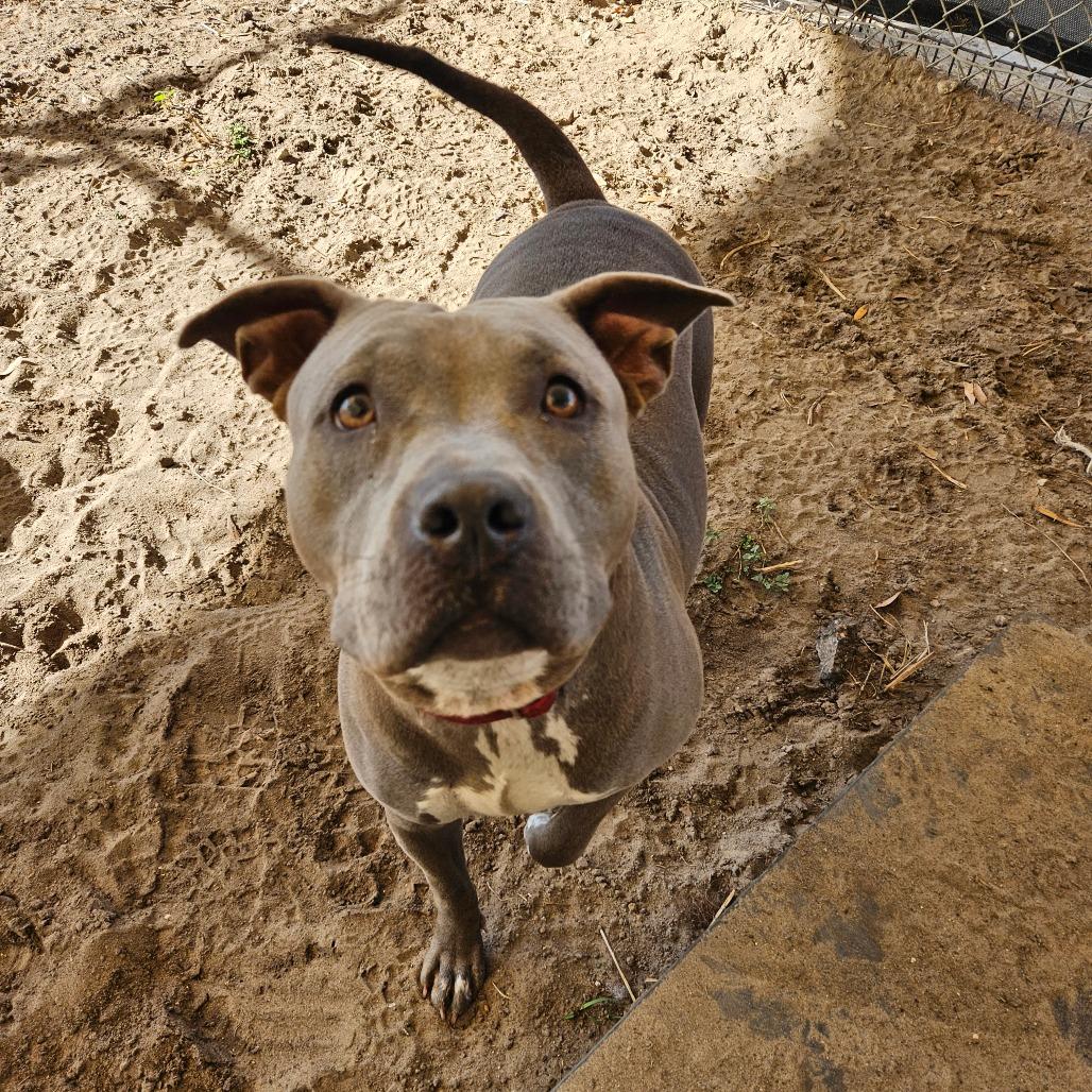 Enlarge Ameretta, a Adoptable Staffordshire Bull Terrier in Lake Panasoffkee, FL image 4/6