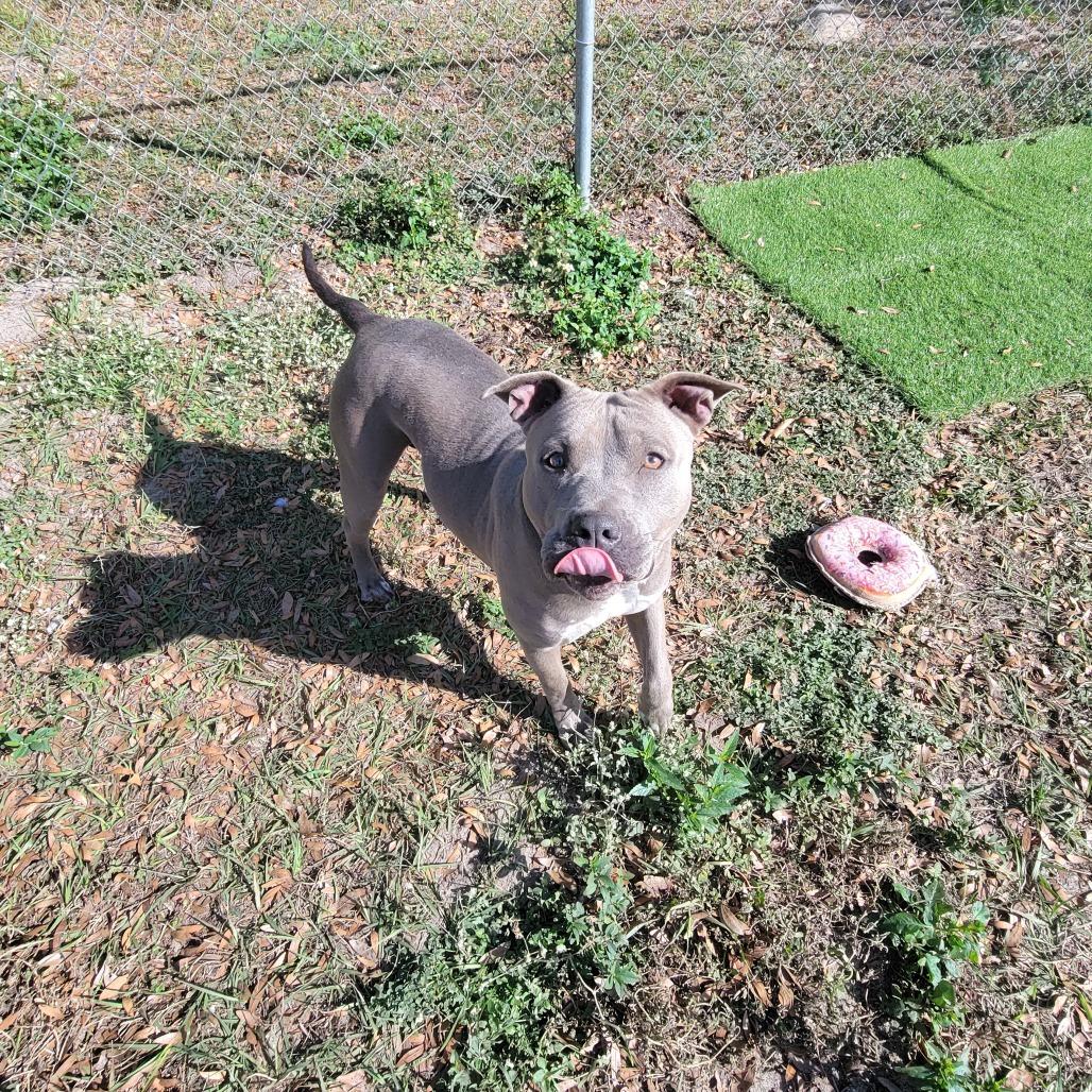 Ameretta thumbnail 5