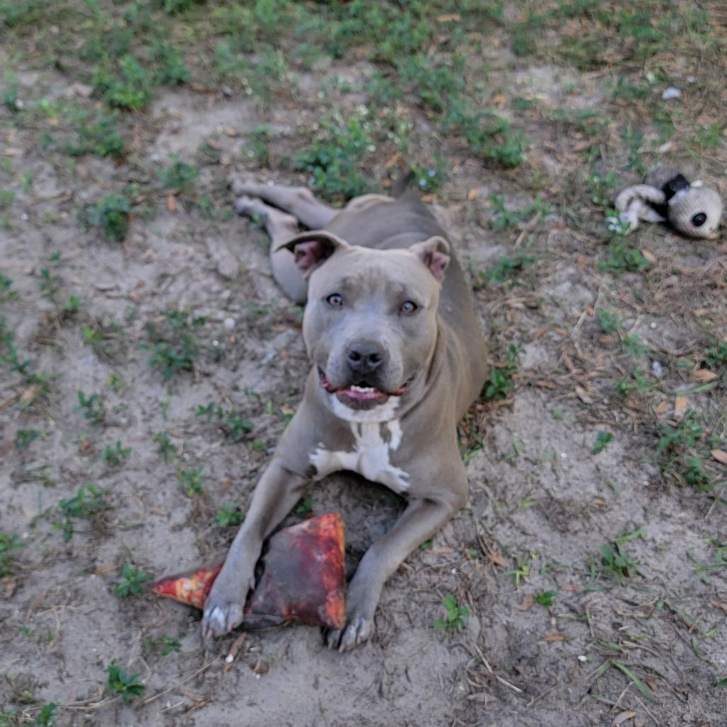 Enlarge Ameretta, a Adoptable Staffordshire Bull Terrier in Lake Panasoffkee, FL image 6/6