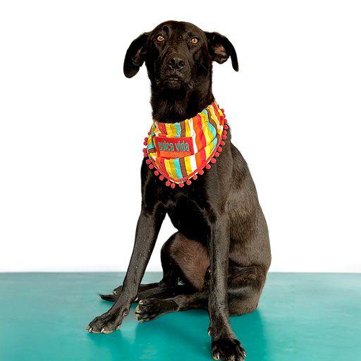 ROMEO, Young Male Black Labrador Retriever