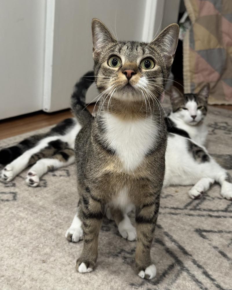 Mittens, Adoptable, Young Female Domestic Short Hair.