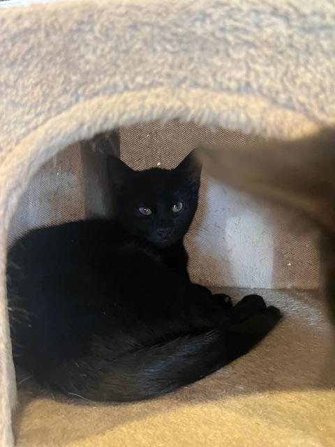 Enlarge Sandy, a ADOPTABLE Domestic Short Hair in Spencer, MA image 1/1