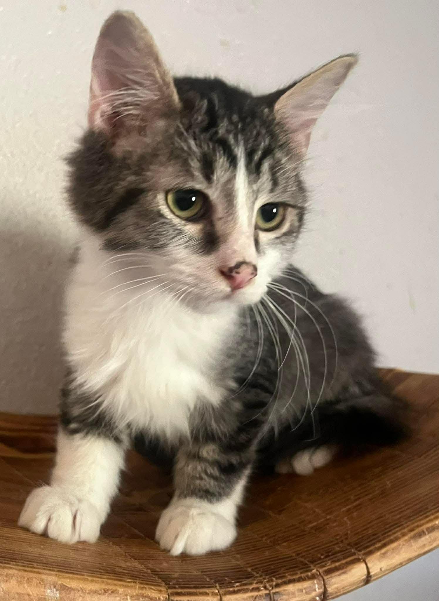 Enlarge Alvin and Simon (Bonded Pair), a Adoptable mixed breed in Ennis, TX image 2/4