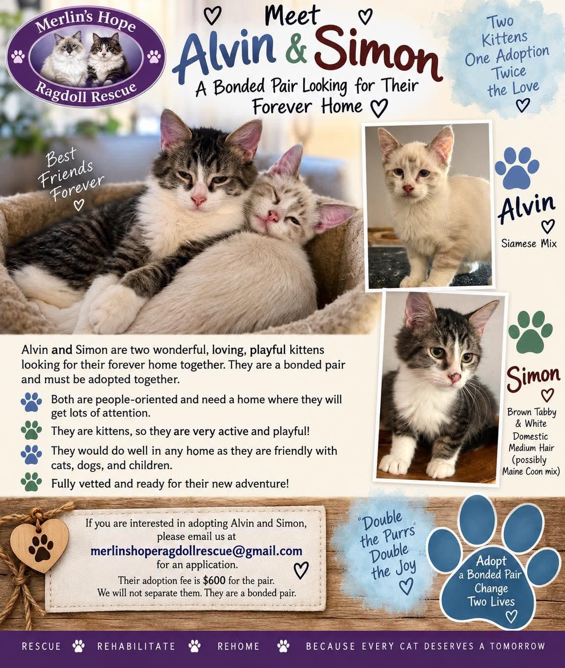 Alvin and Simon (Bonded Pair), Adoptable, Kitten Male Siamese.