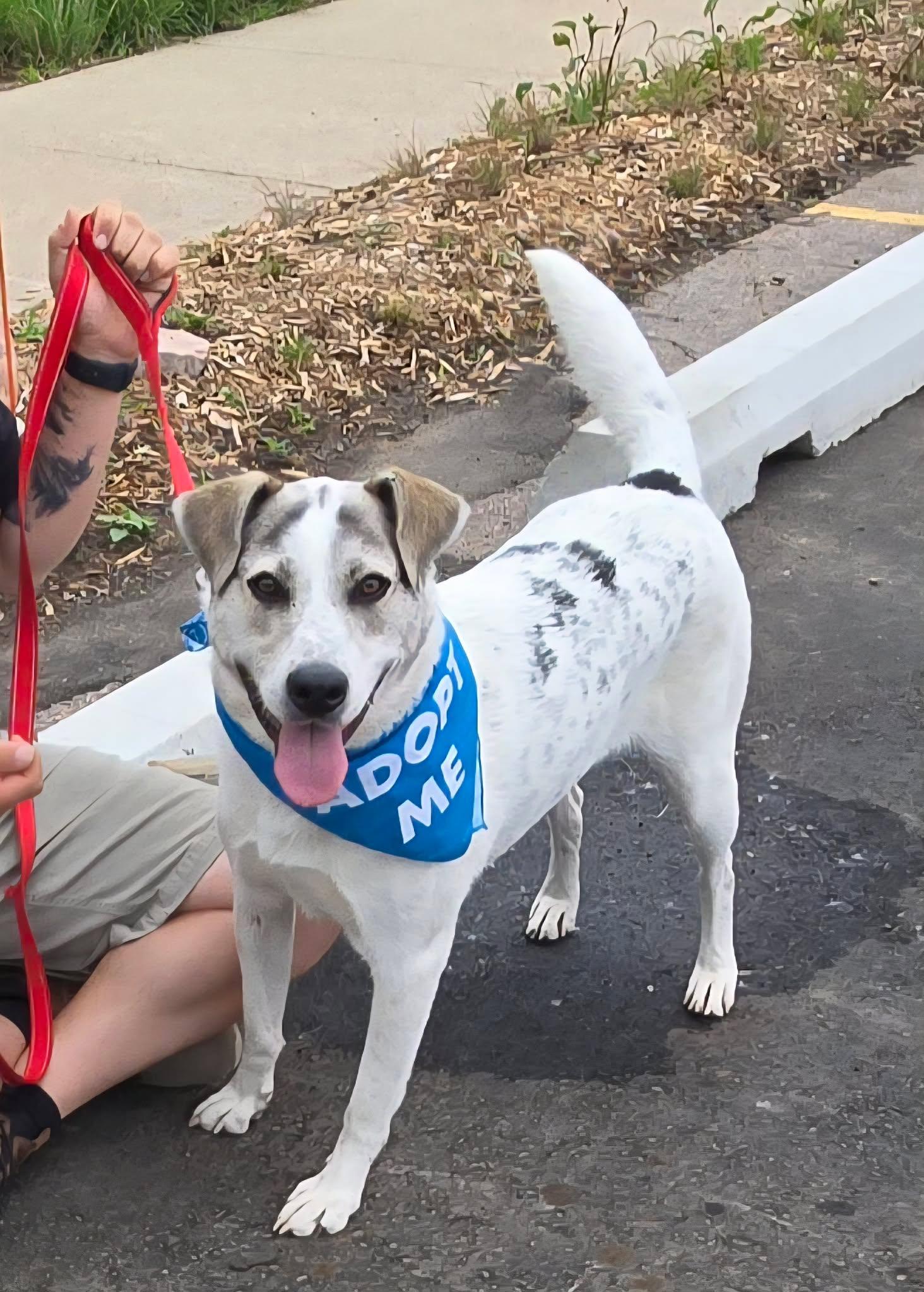 Zeppelin, Adoptable, Young Male Mixed Breed.