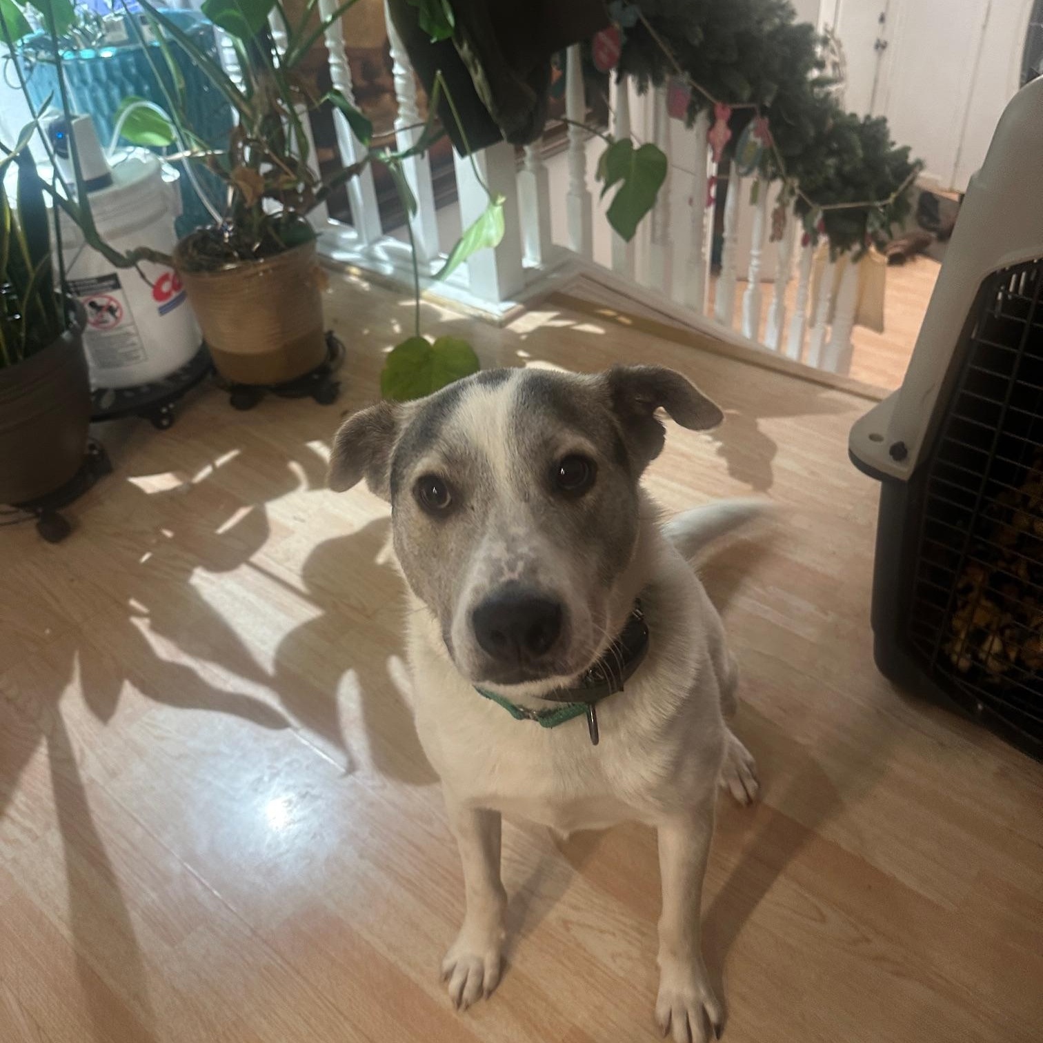 Enlarge Zeppelin, a Adoptable mixed breed in Sioux Falls, SD image 2/5
