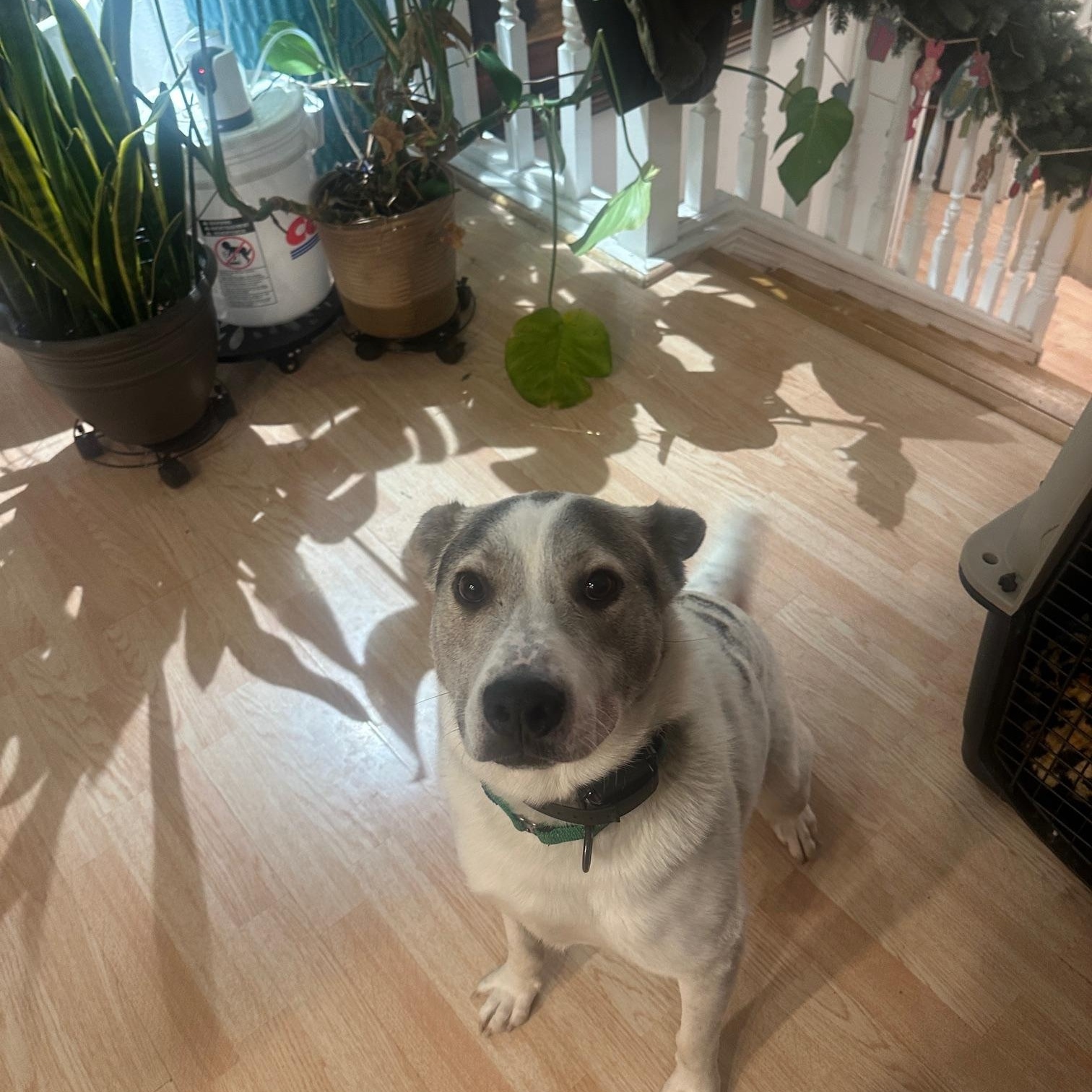 Zeppelin — thumbnail 3