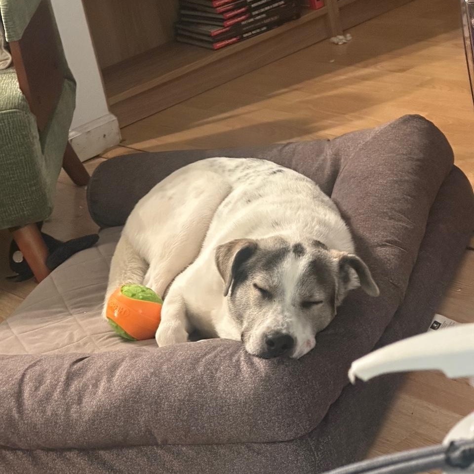 Zeppelin — thumbnail 4