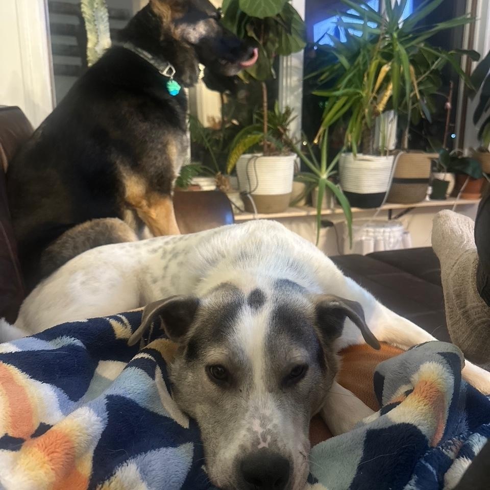 Enlarge Zeppelin, a Adoptable mixed breed in Sioux Falls, SD image 5/5