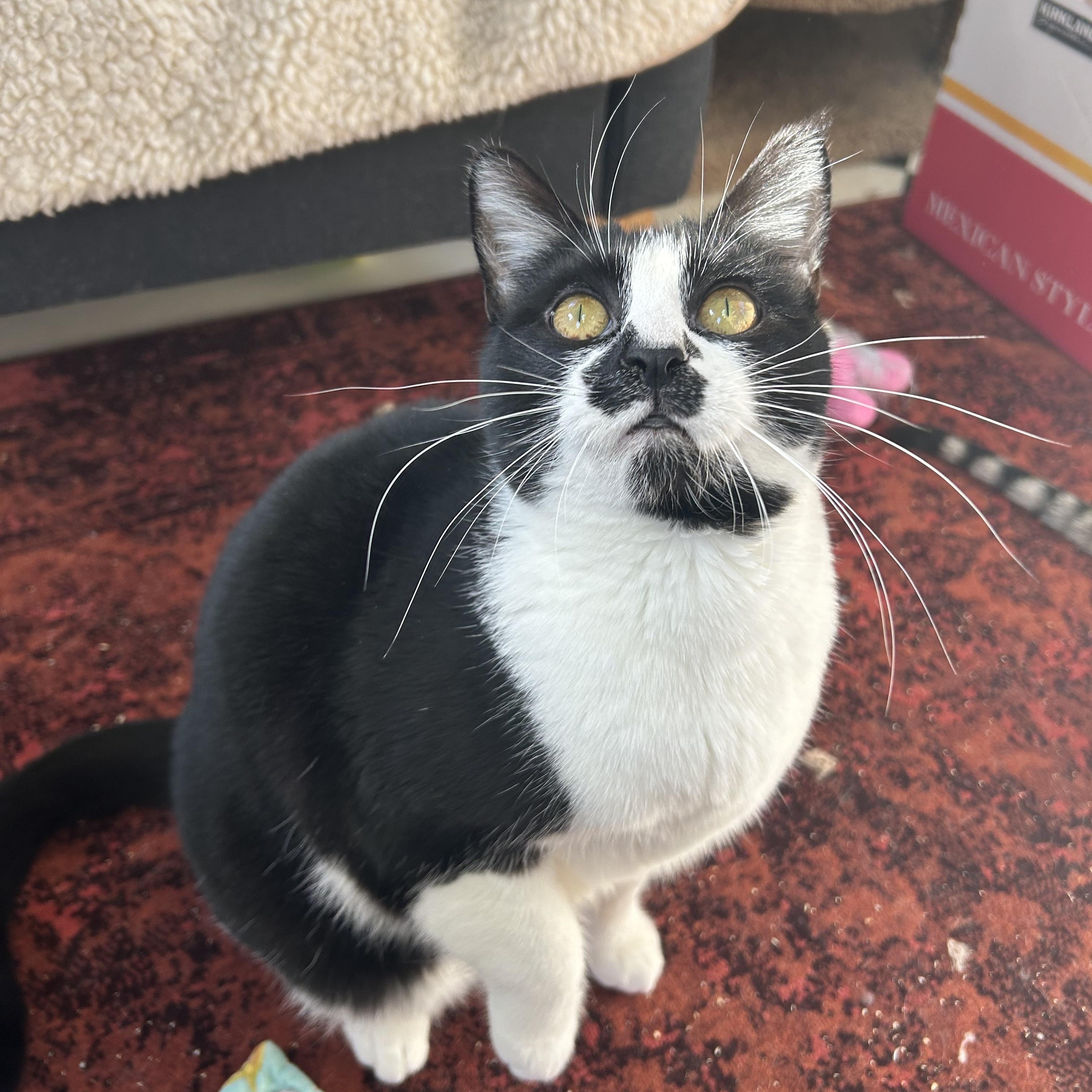 Enlarge Phoebe, a Adoptable Domestic Short Hair in Sacramento, CA image 1/6