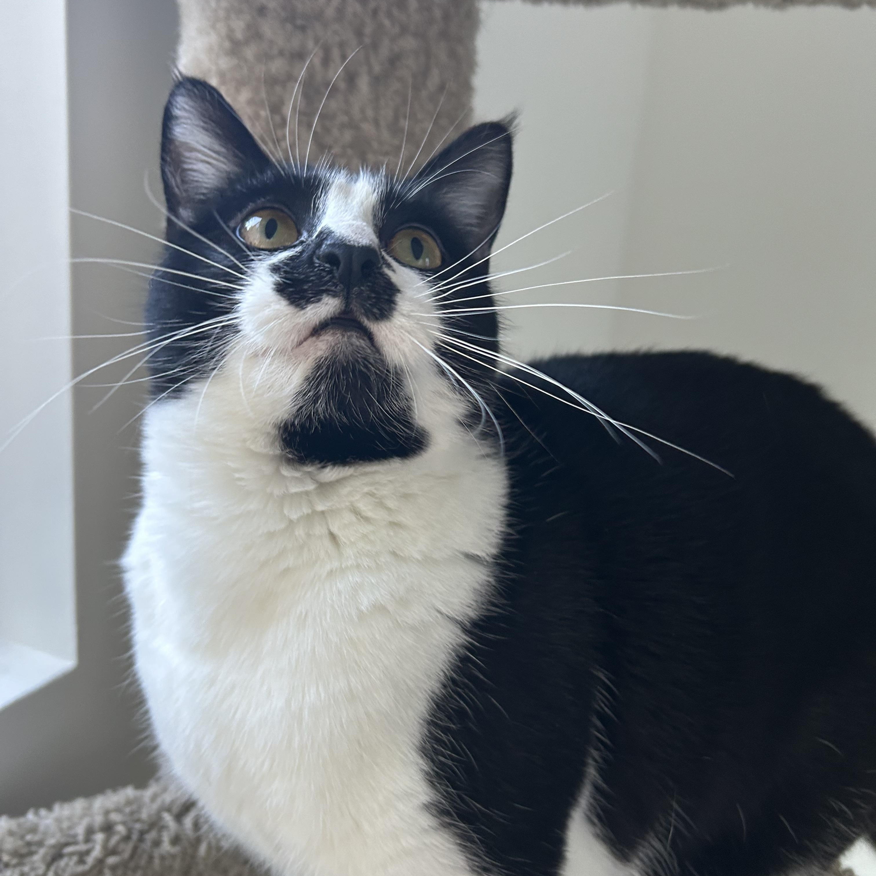 Phoebe, an adoptable Domestic Short Hair in Sacramento, CA, 95829 | Photo Image 5