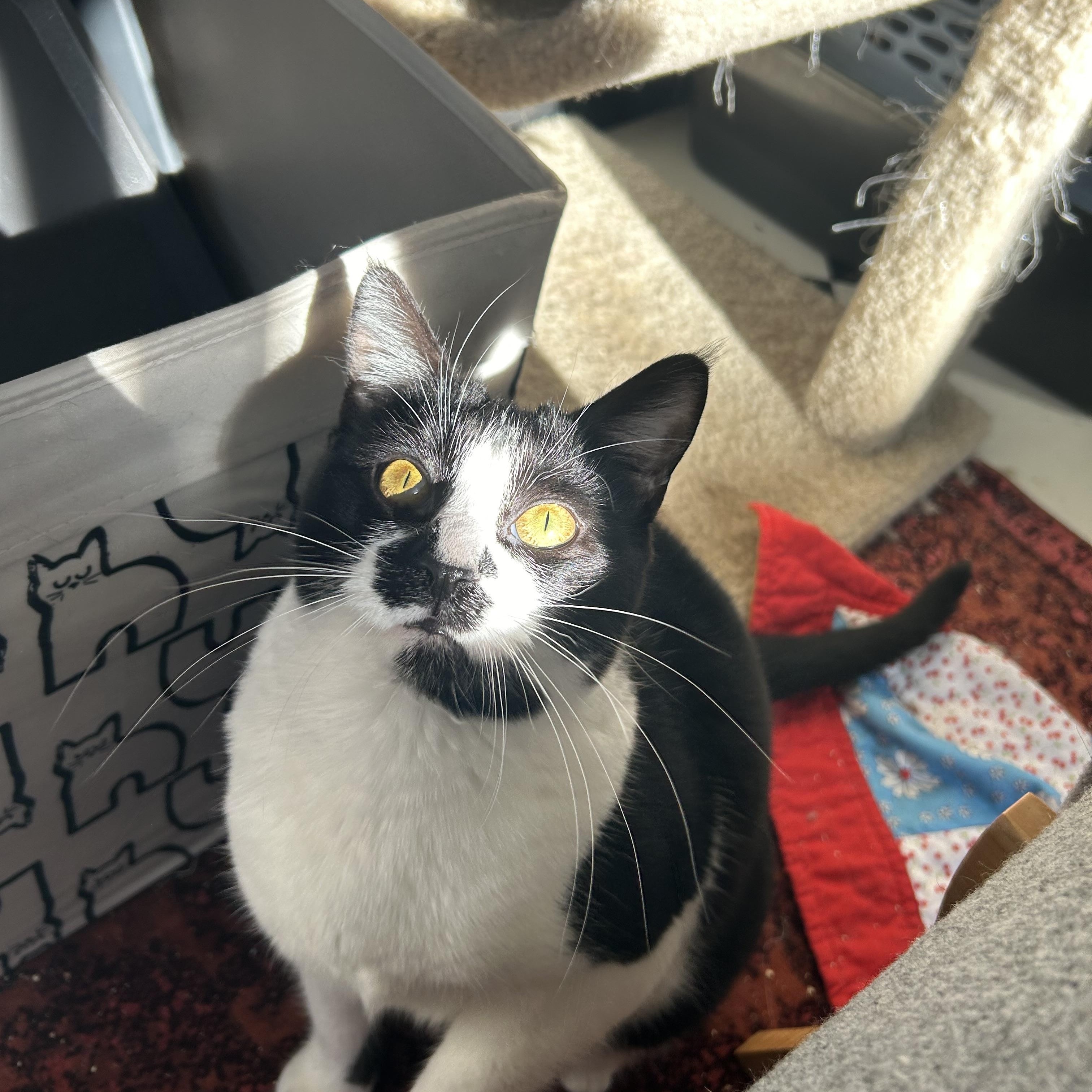 Enlarge Phoebe, a Adoptable Domestic Short Hair in Sacramento, CA image 2/6