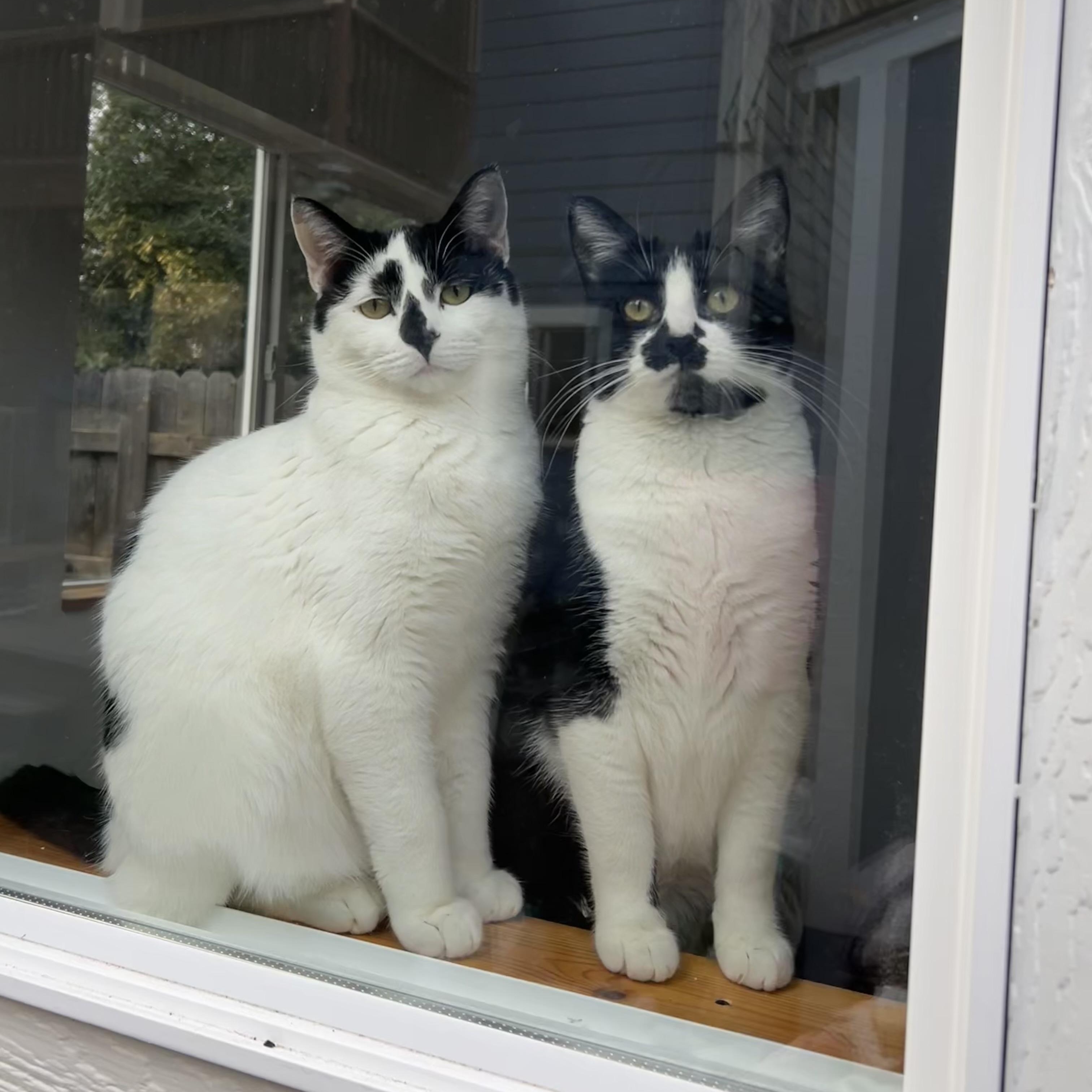 Enlarge Phoebe, a Adoptable Domestic Short Hair in Sacramento, CA image 3/6