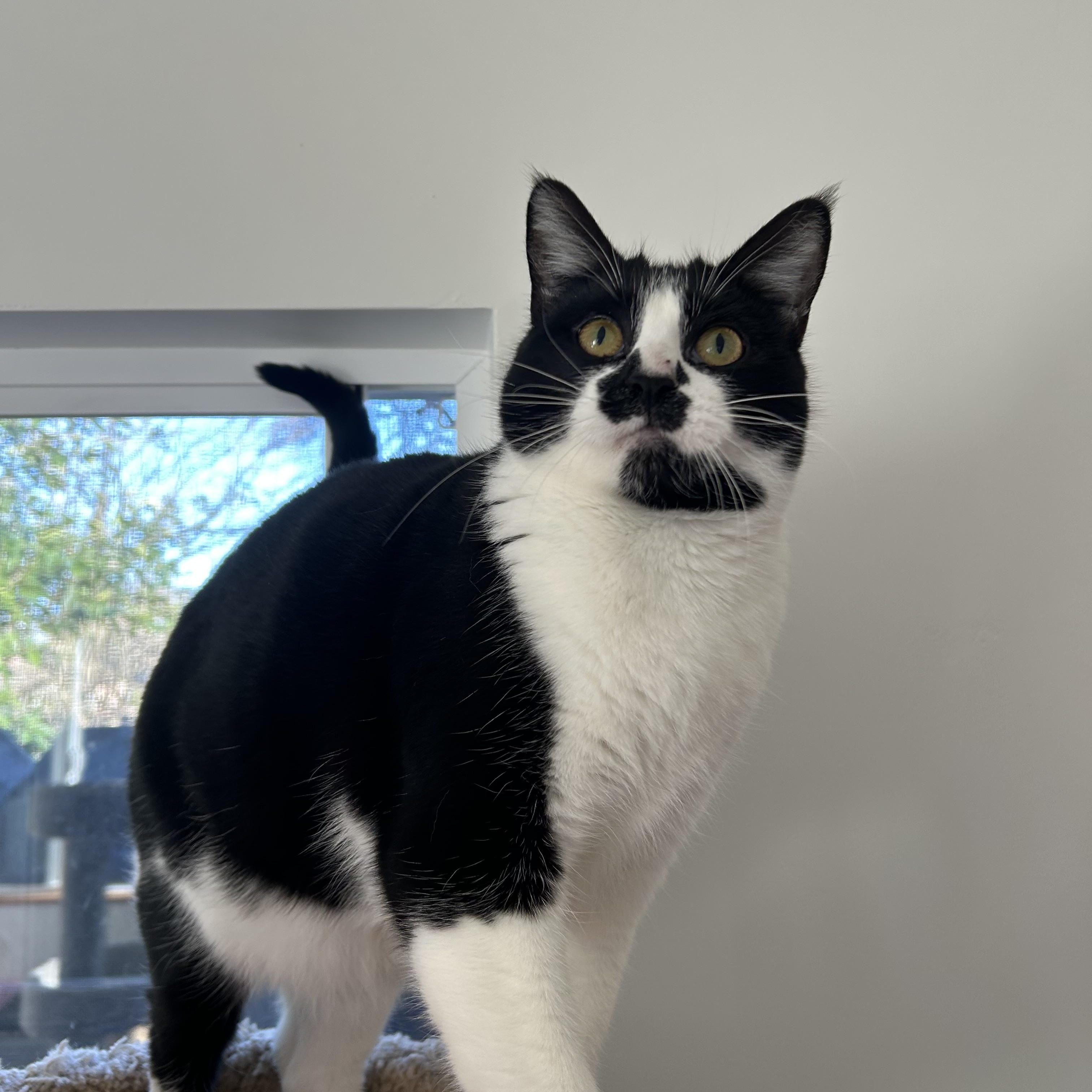 Phoebe, an adoptable Domestic Short Hair in Sacramento, CA, 95829 | Photo Image 4