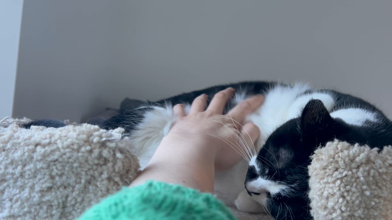 Enlarge Phoebe, a Adoptable Domestic Short Hair in Sacramento, CA video 6/6