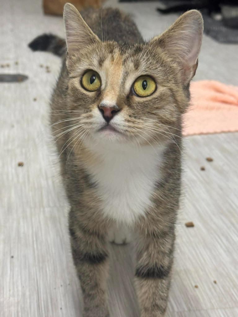 Squally, Adoptable, Young Female Domestic Short Hair.