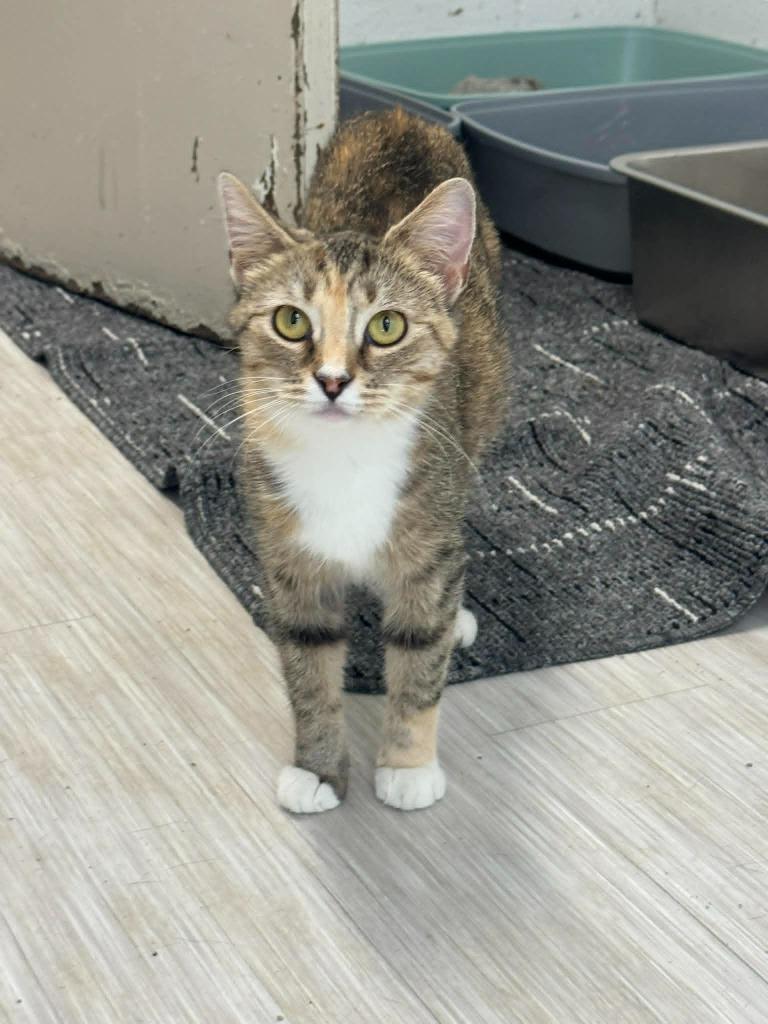 Enlarge Squally, a Adoptable mixed breed in Marion, OH image 2/4